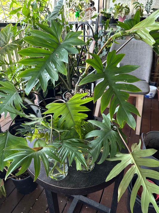 Philodendron Mayoi 'Tahiti' Cuttings