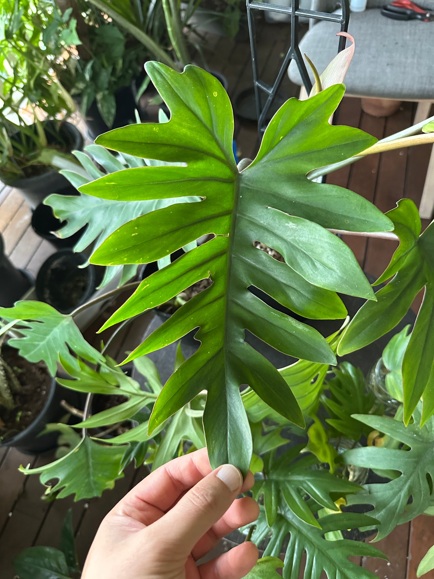 Philodendron Mayoi 'Tahiti' Cuttings