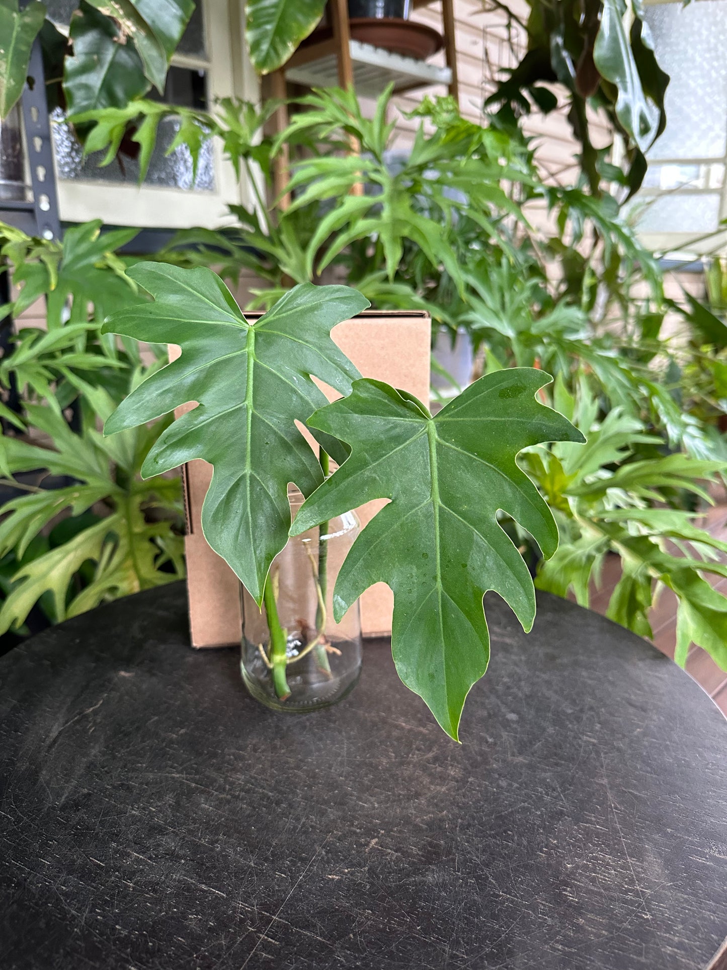 Small DIY Plant Box w/Cuttings Only