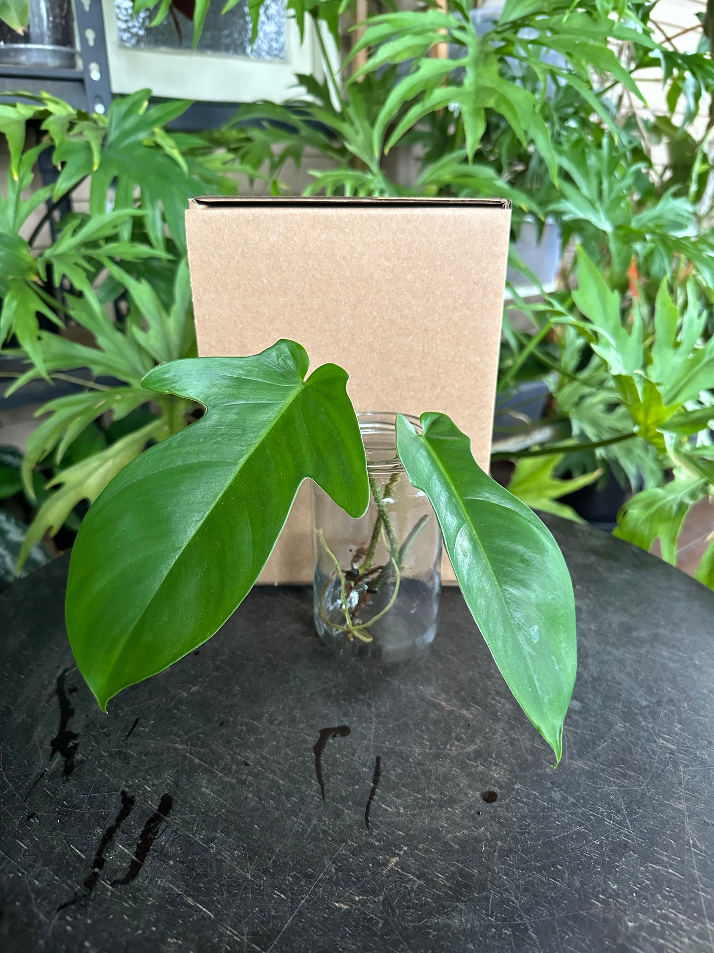 Small DIY Plant Box w/Cuttings Only