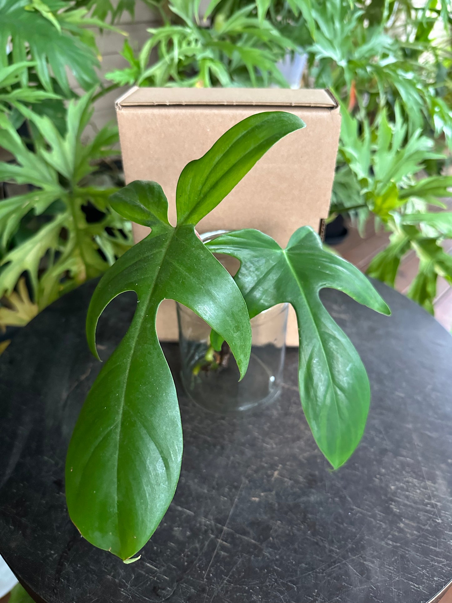 Small DIY Plant Box w/Cuttings Only