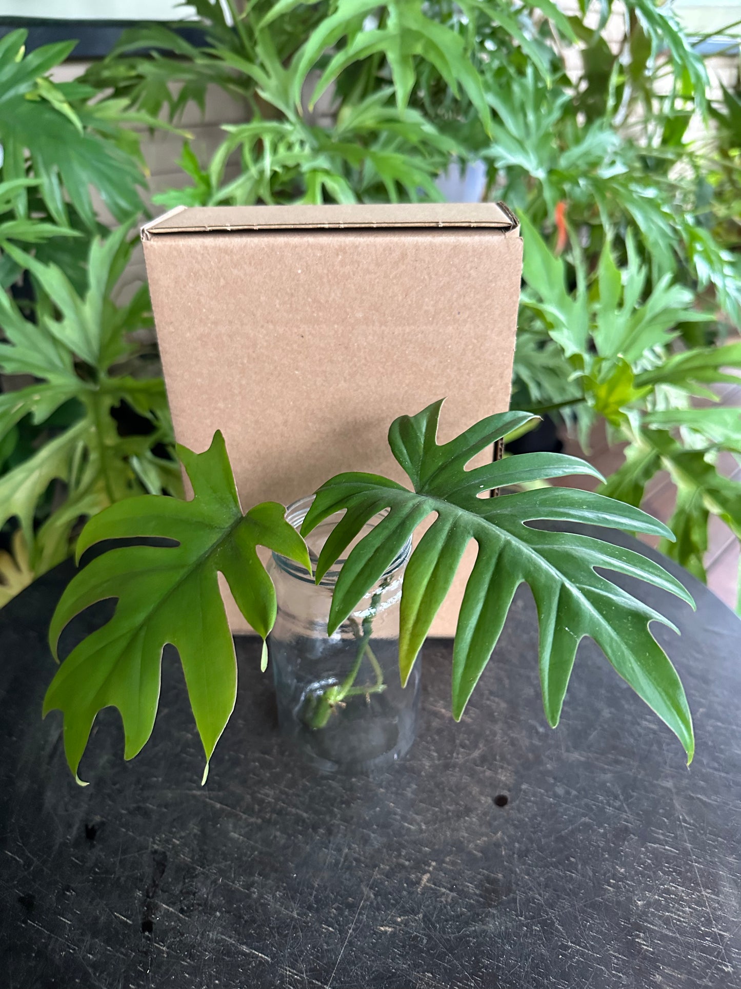 Small DIY Plant Box w/Cuttings Only