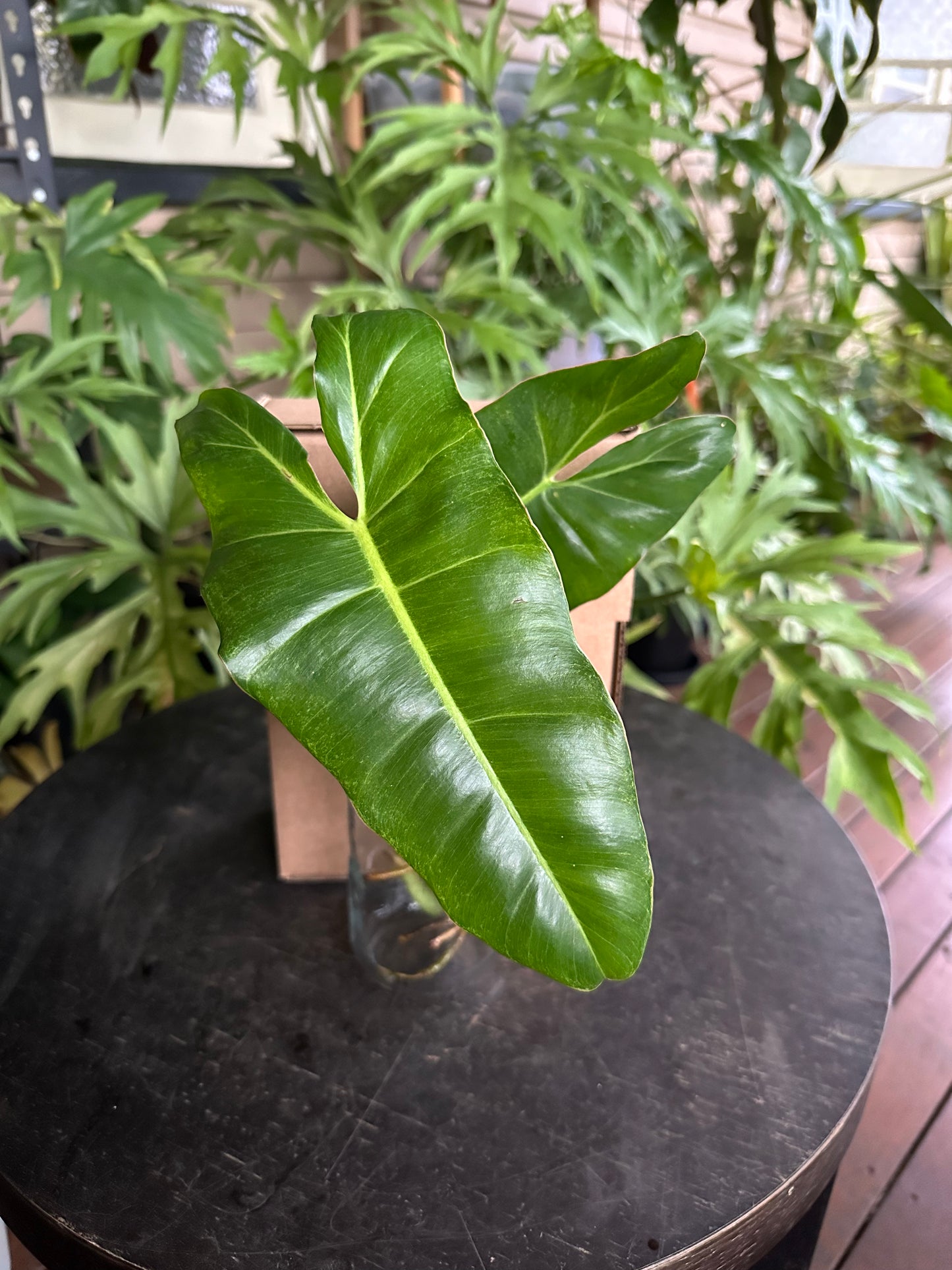 Small DIY Plant Box w/Cuttings Only