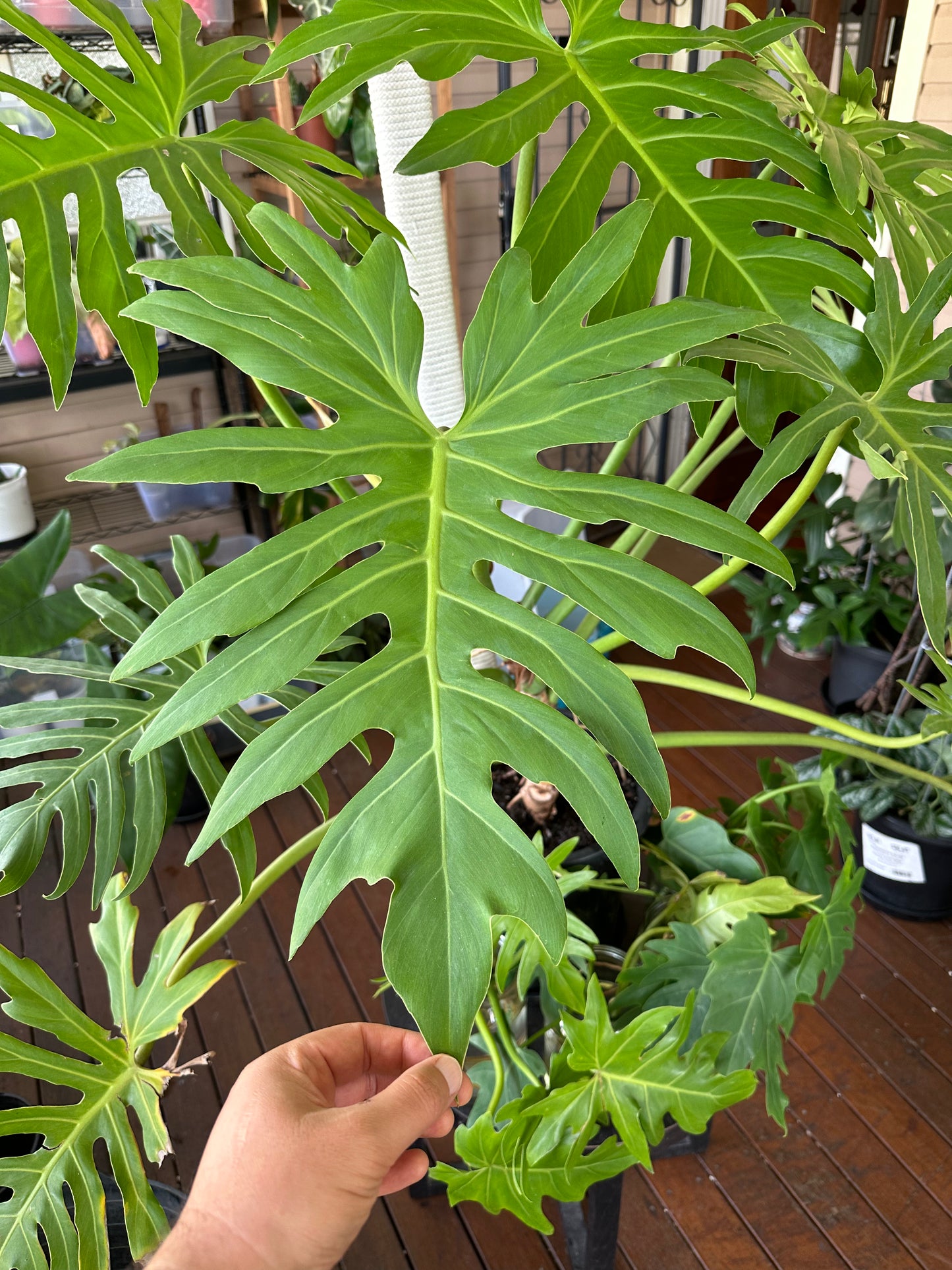 Philodendron Radiatum — Dirt Propagated Cuttings (Potted)