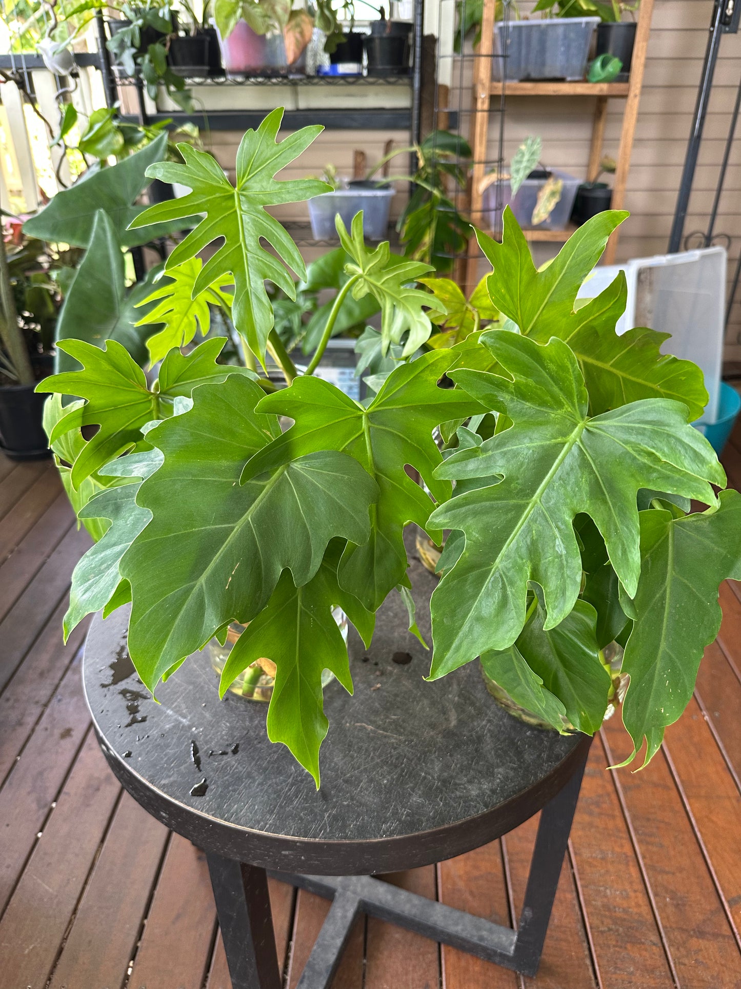 Philodendron Radiatum — Water Propagated Cuttings