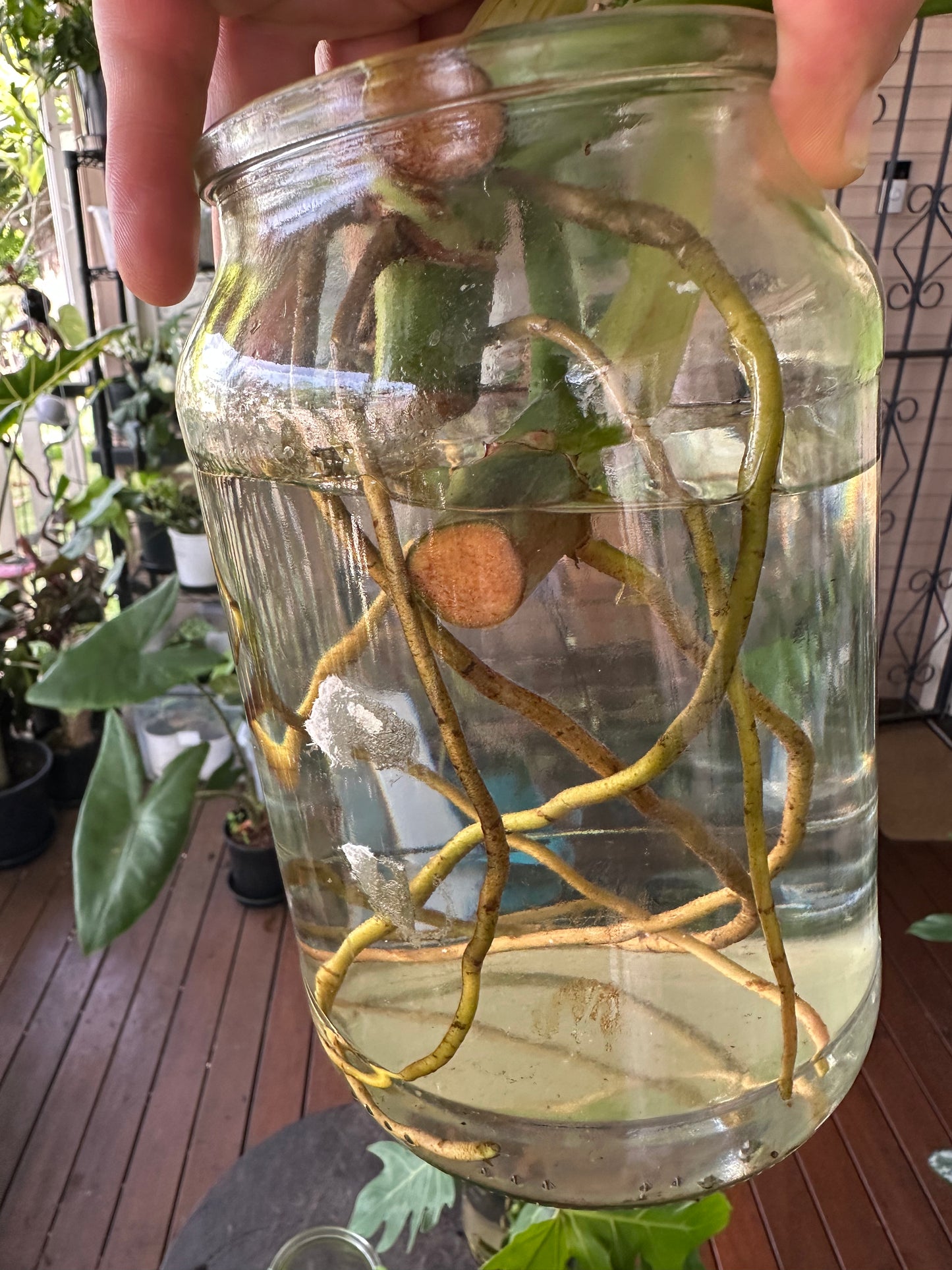 Philodendron Radiatum — Water Propagated Cuttings