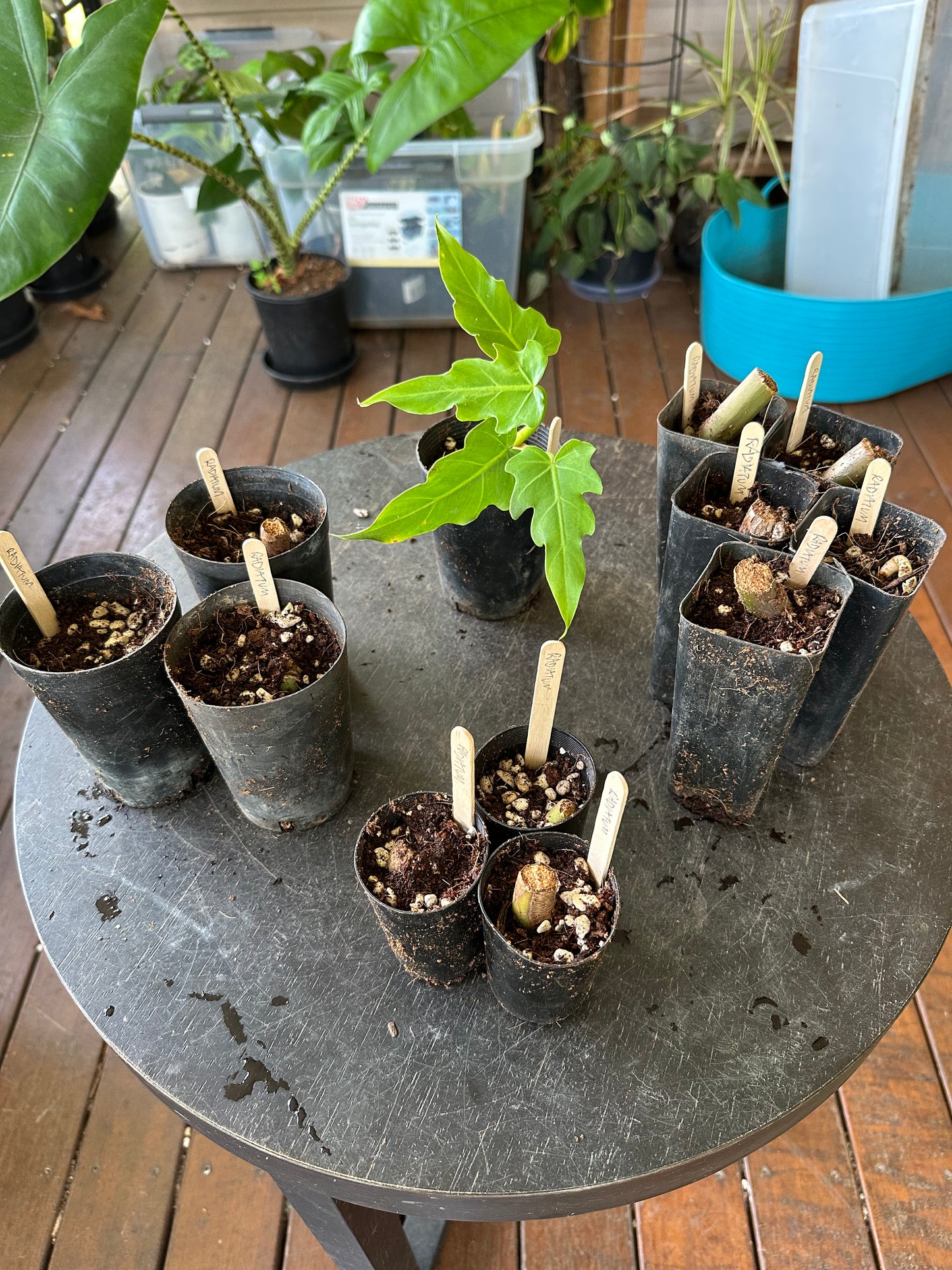 Philodendron Radiatum — Dirt Propagated Cuttings (Potted)