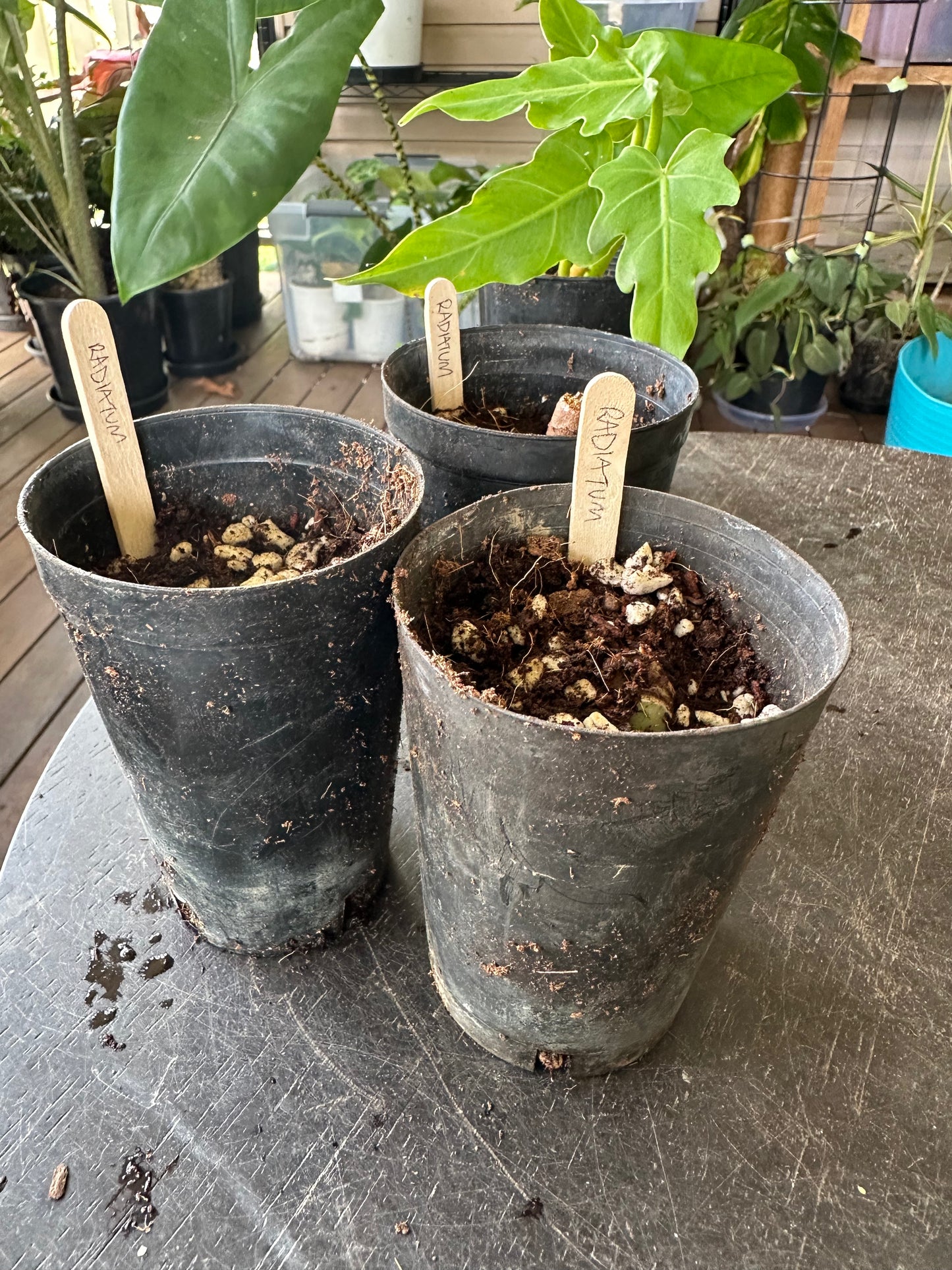 Philodendron Radiatum — Dirt Propagated Cuttings (Potted)