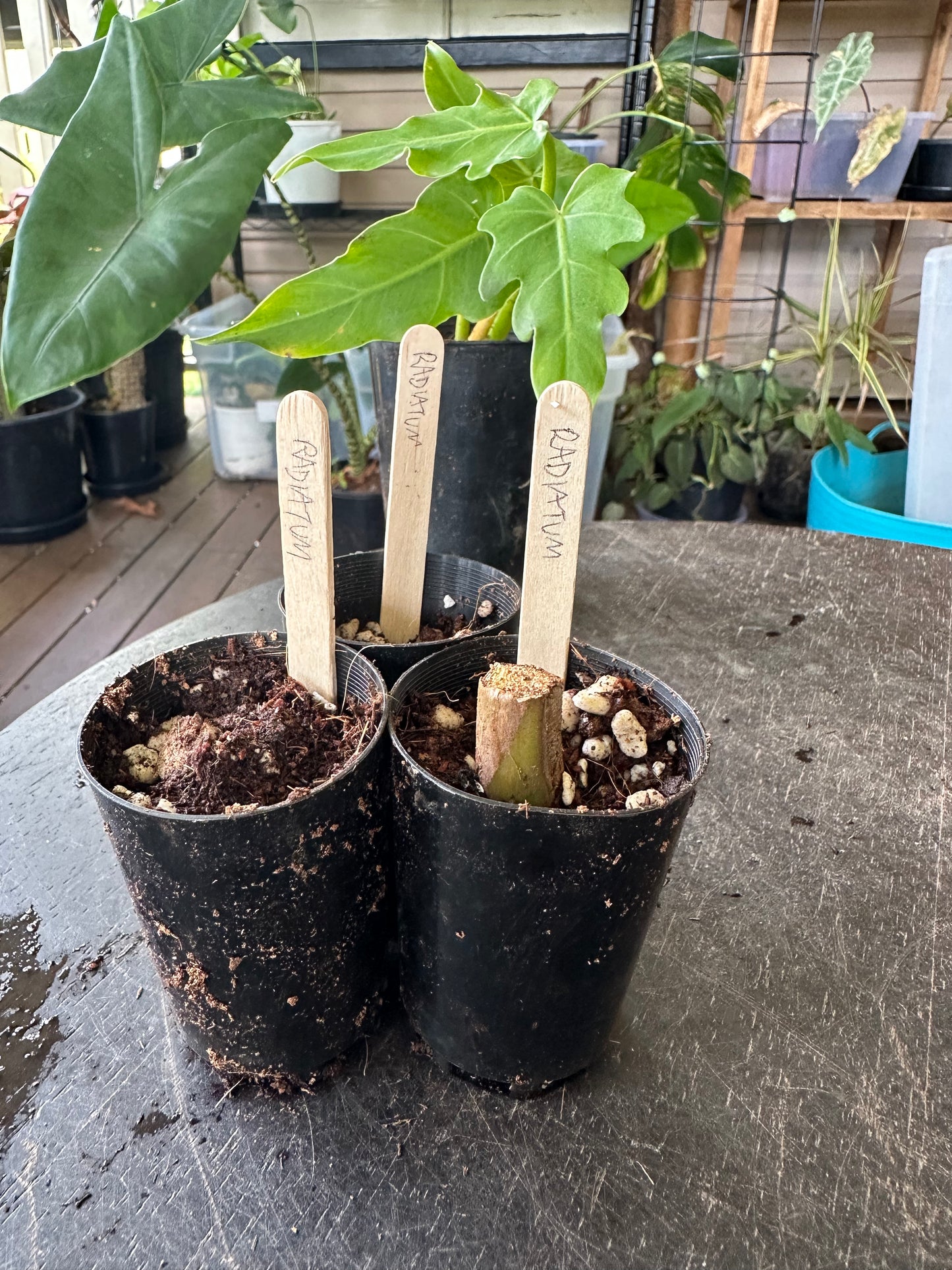 Philodendron Radiatum — Dirt Propagated Cuttings (Potted)