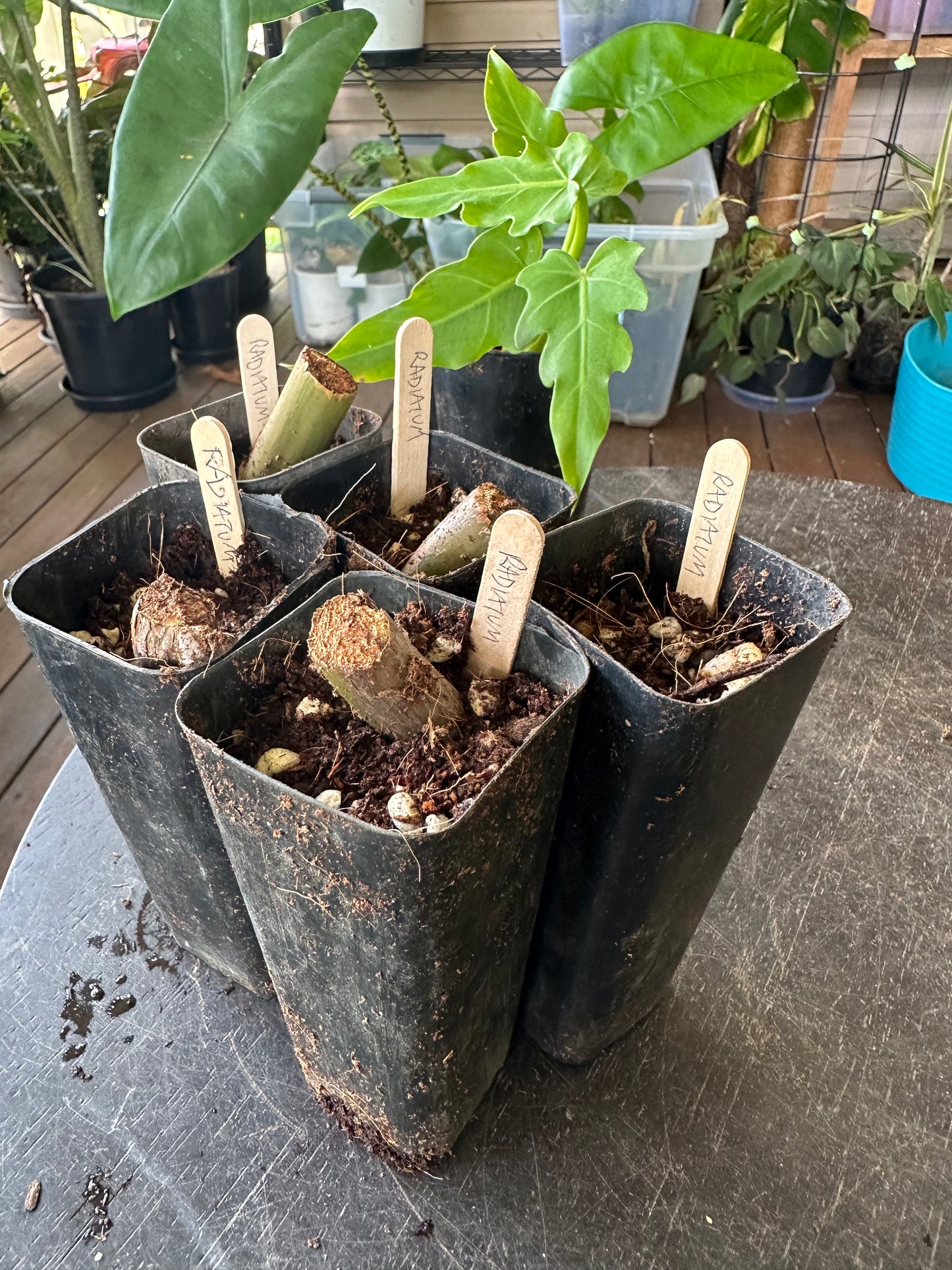 Philodendron Radiatum — Dirt Propagated Cuttings (Potted)