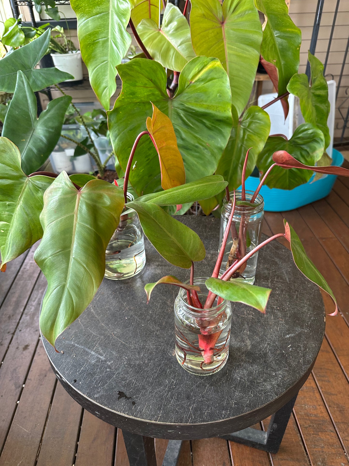 Philodendron Emerald Red — Cuttings (Water &amp; Dirt Propagated Available)