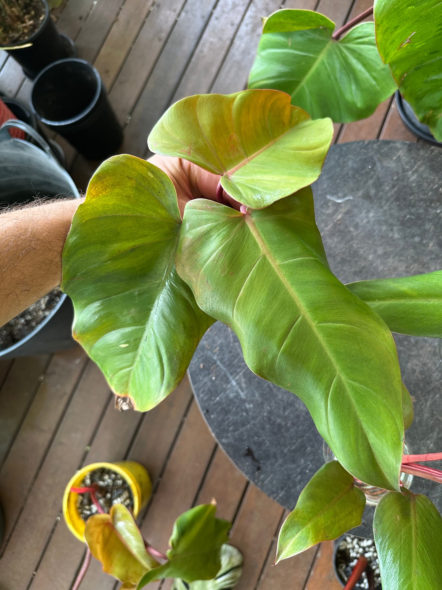 Philodendron Emerald Red — Cuttings (Water &amp; Dirt Propagated Available)
