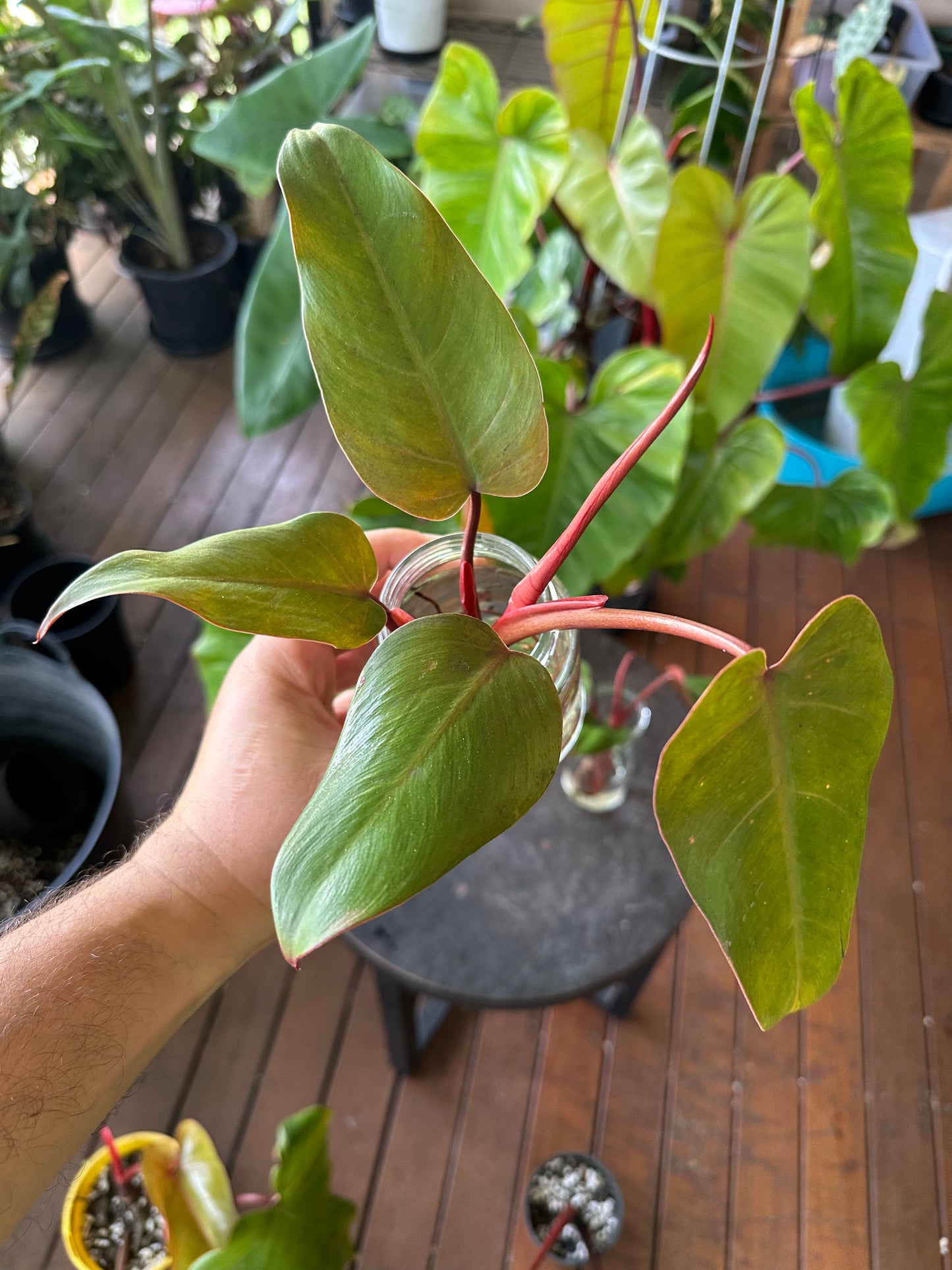 Philodendron Emerald Red — Cuttings (Water &amp; Dirt Propagated Available)