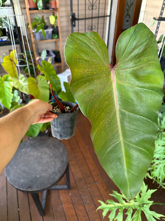 Philodendron Emerald Red — Cuttings (Water &amp; Dirt Propagated Available)