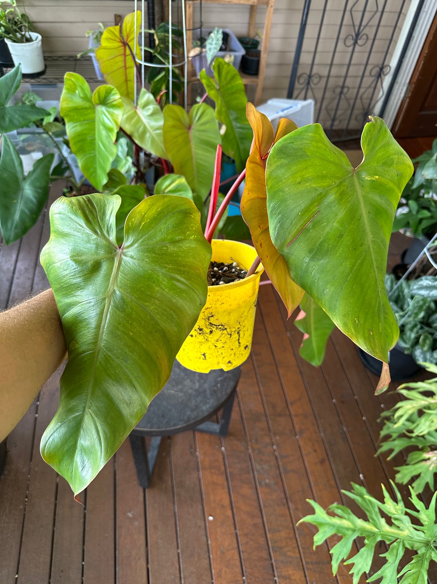 Philodendron Emerald Red — Cuttings (Water &amp; Dirt Propagated Available)