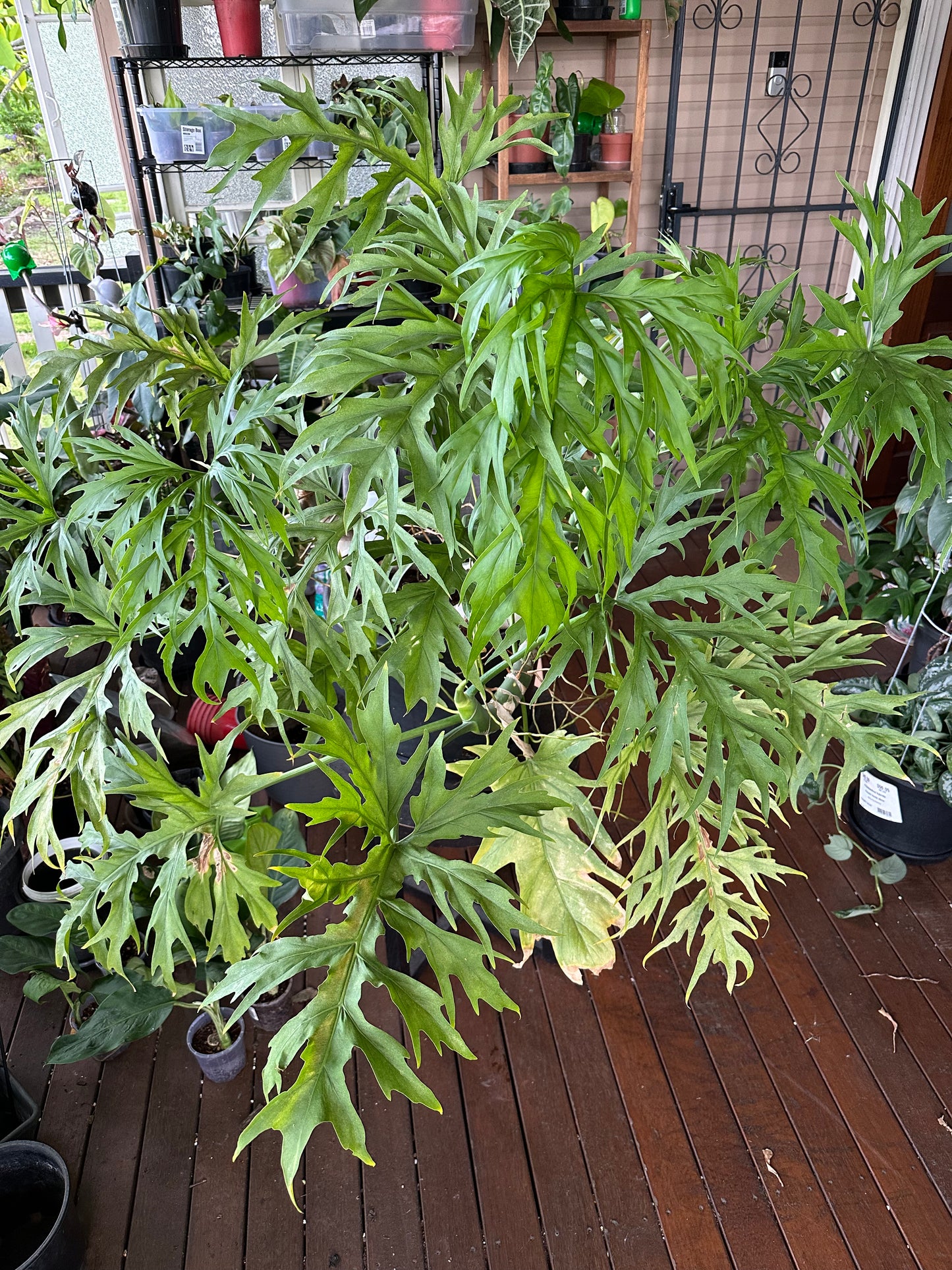 Philodendron Warscewiczii — Node Cuttings