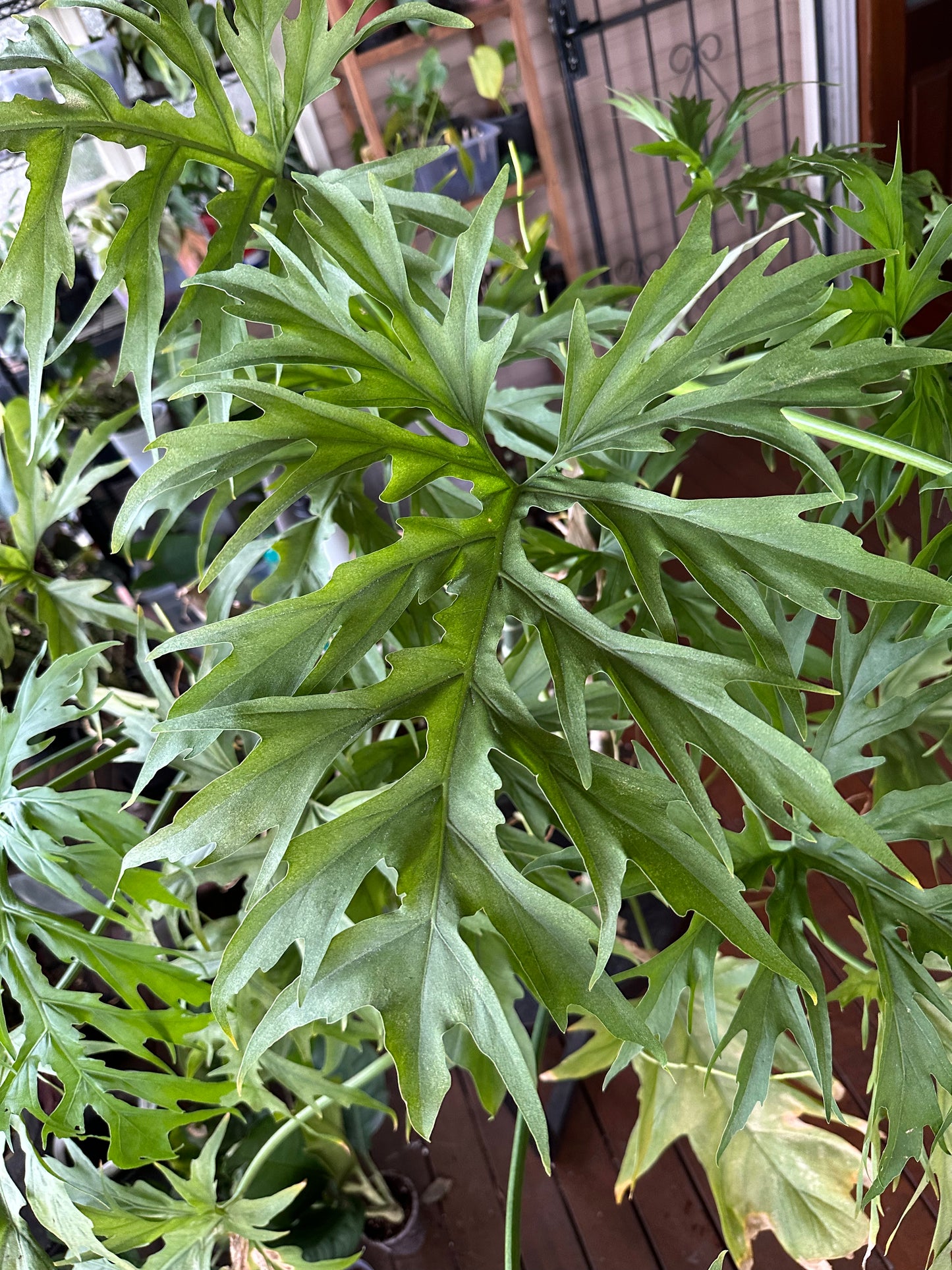 Philodendron Warscewiczii — Node Cuttings