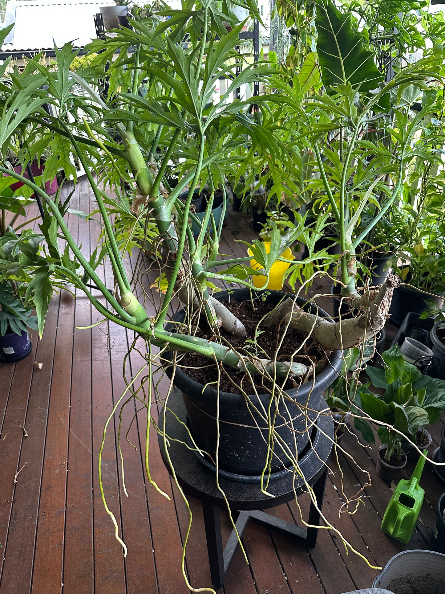 Philodendron Warscewiczii — Node Cuttings