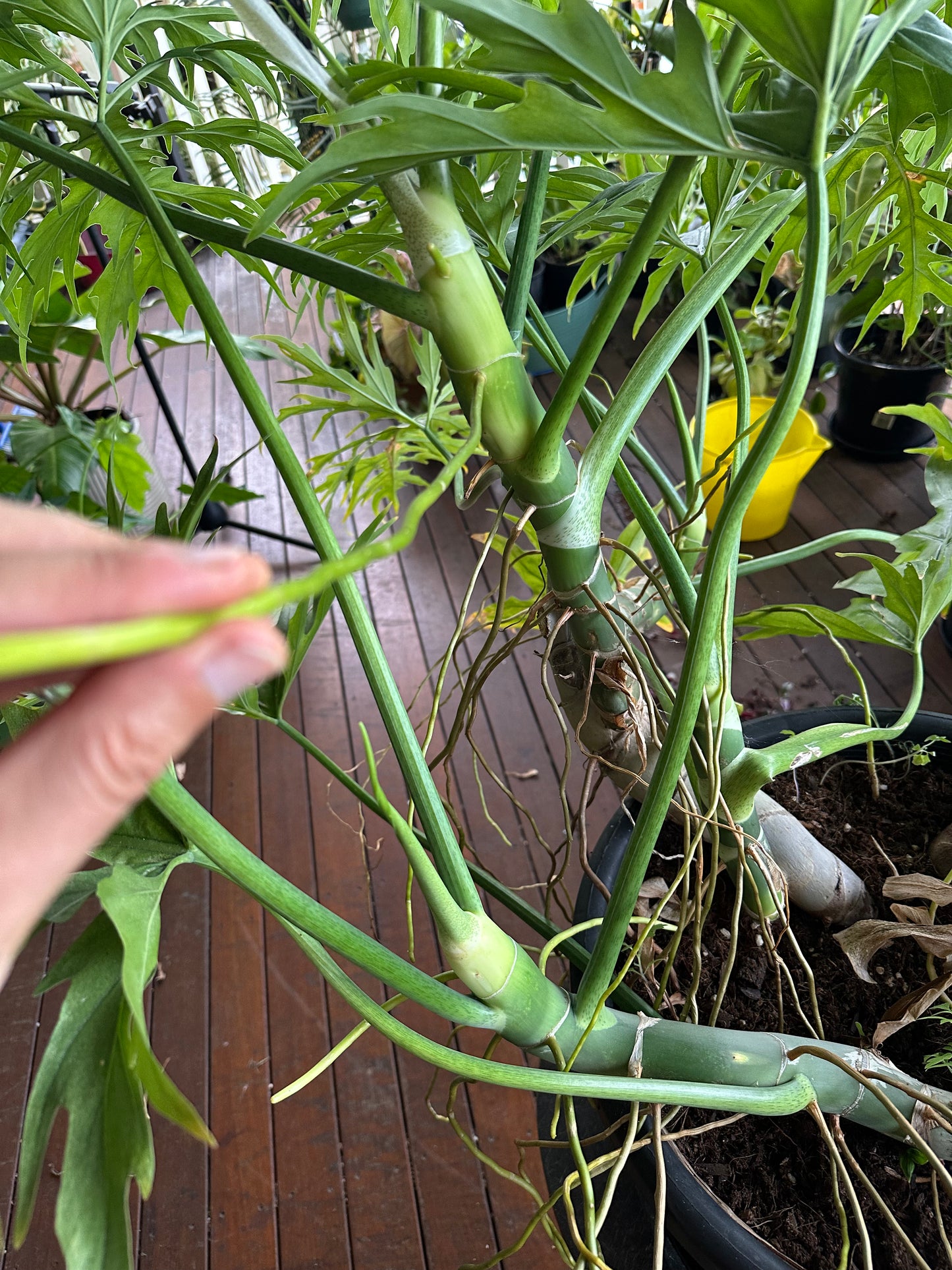 Philodendron Warscewiczii — Node Cuttings