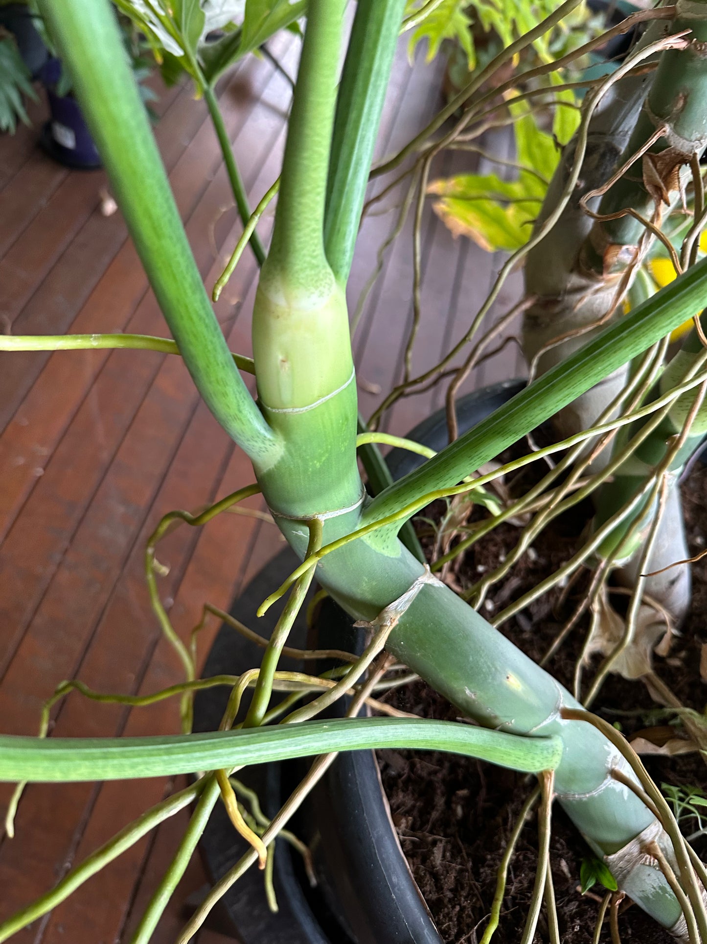 Philodendron Warscewiczii — Node Cuttings