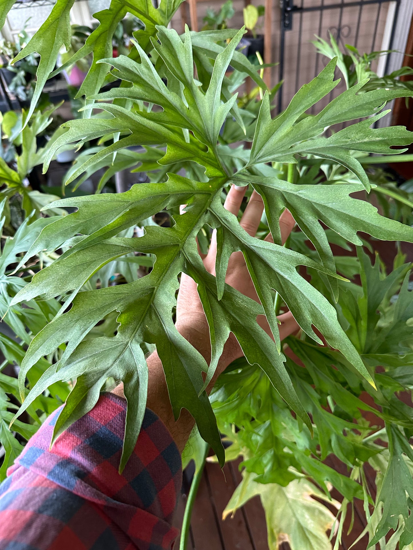 Philodendron Warscewiczii — Node Cuttings
