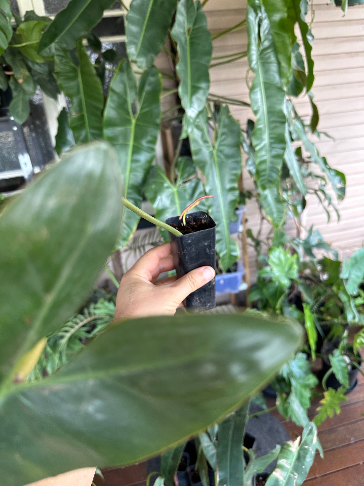 Philodendron Atabapoense — Rooted Cuttings (Potted)