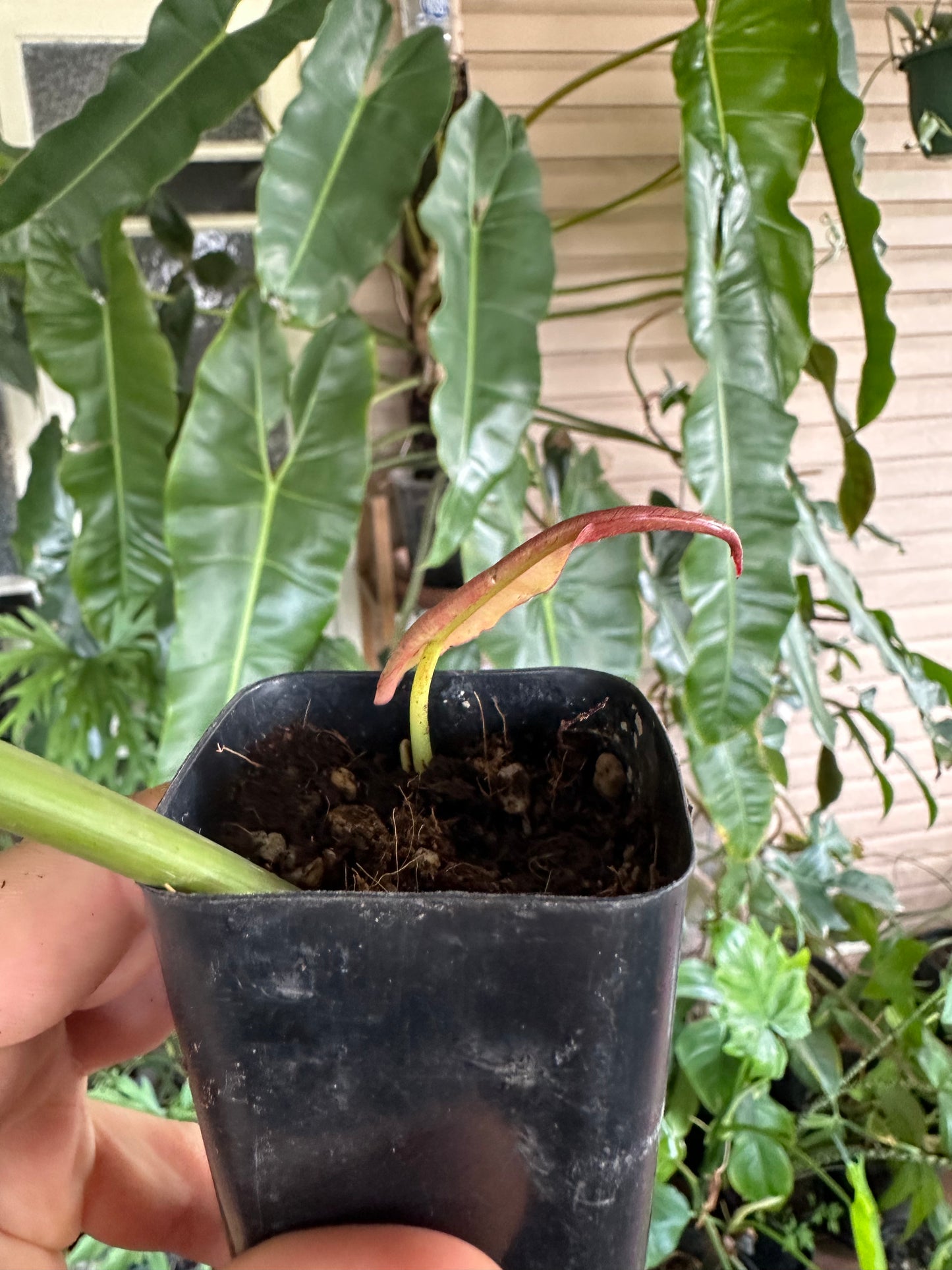 Philodendron Atabapoense — Rooted Cuttings (Potted)