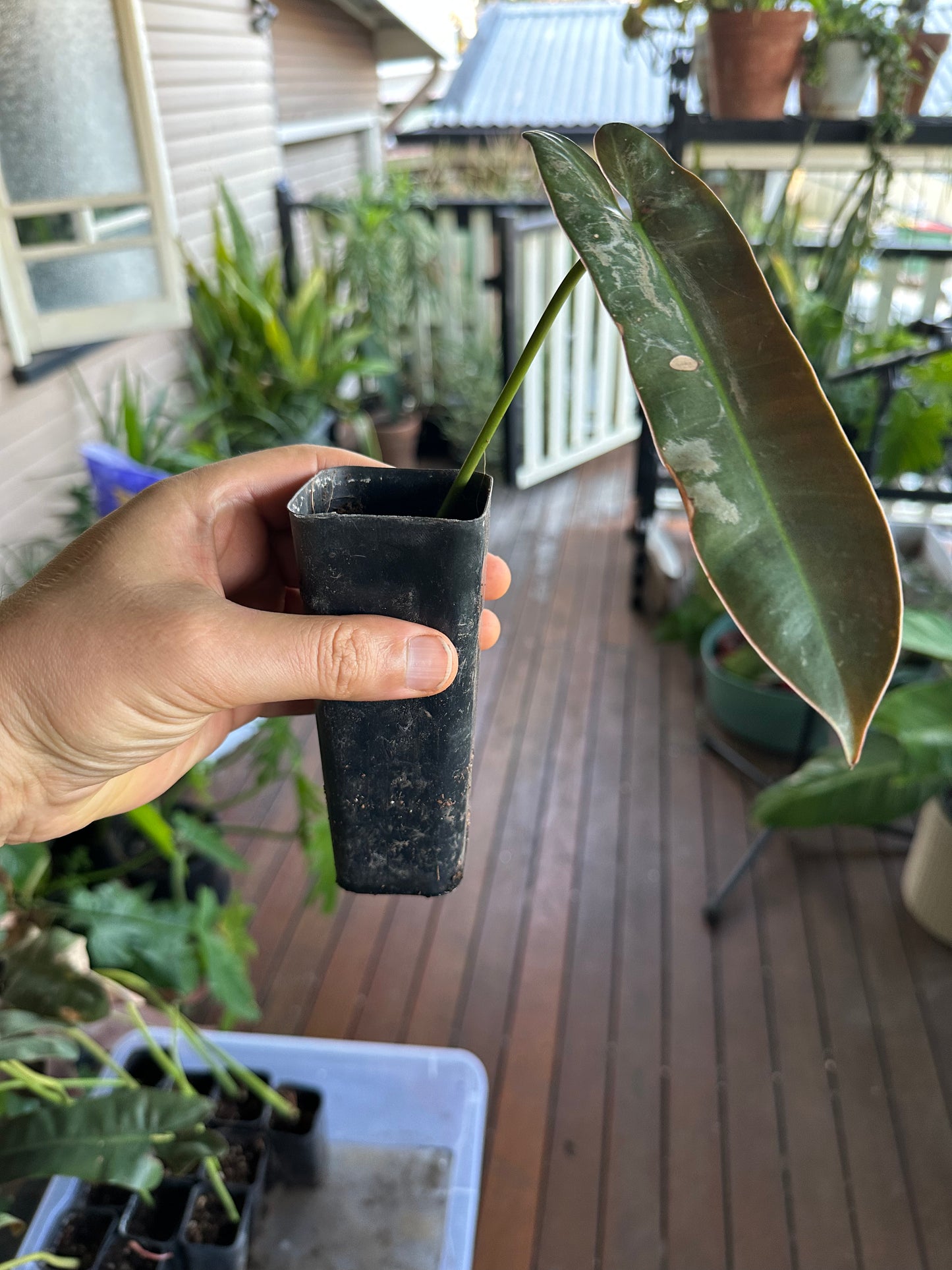 Philodendron Atabapoense — Rooted Cuttings (Potted)