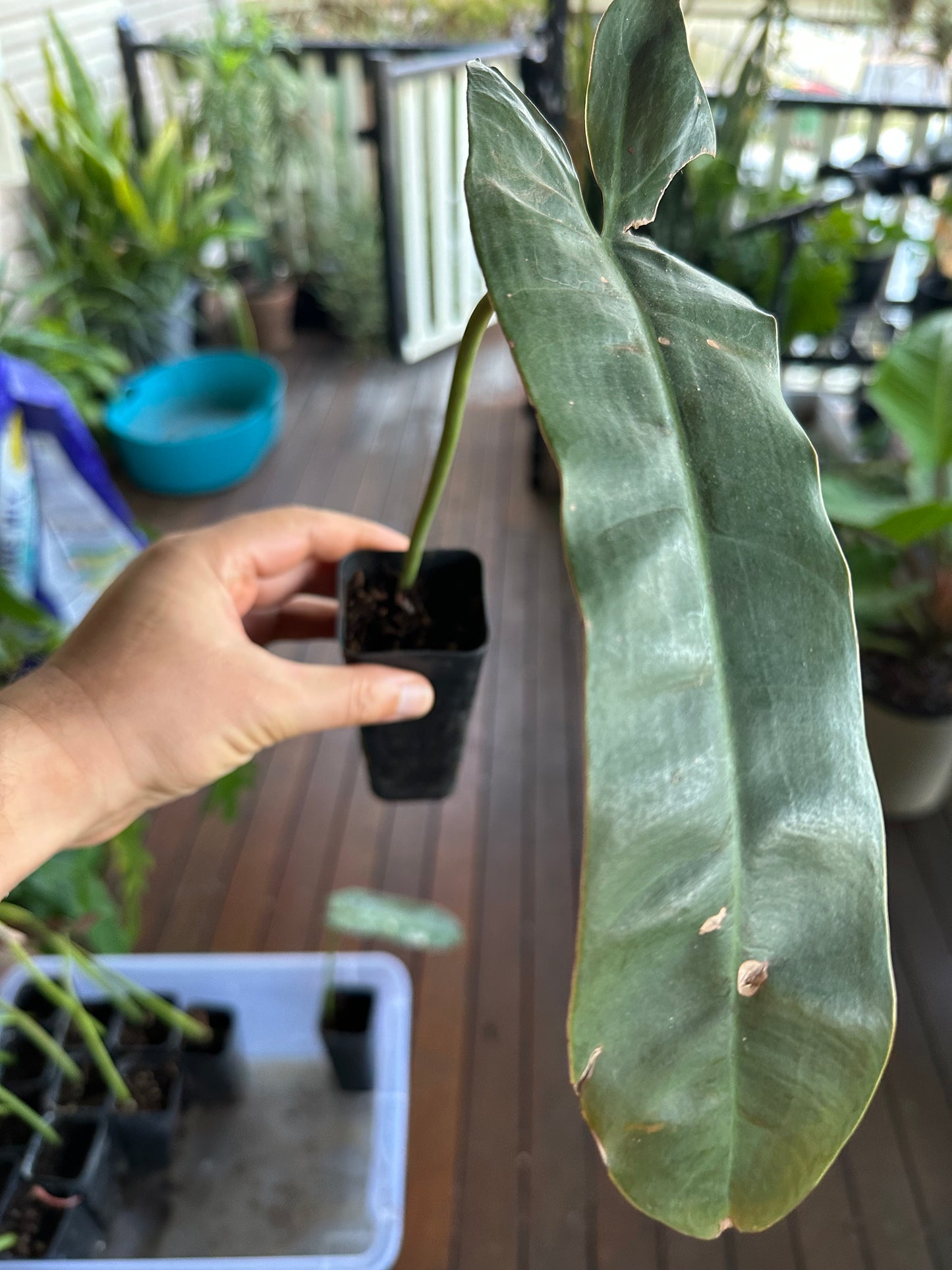 Philodendron Atabapoense — Rooted Cuttings (Potted)