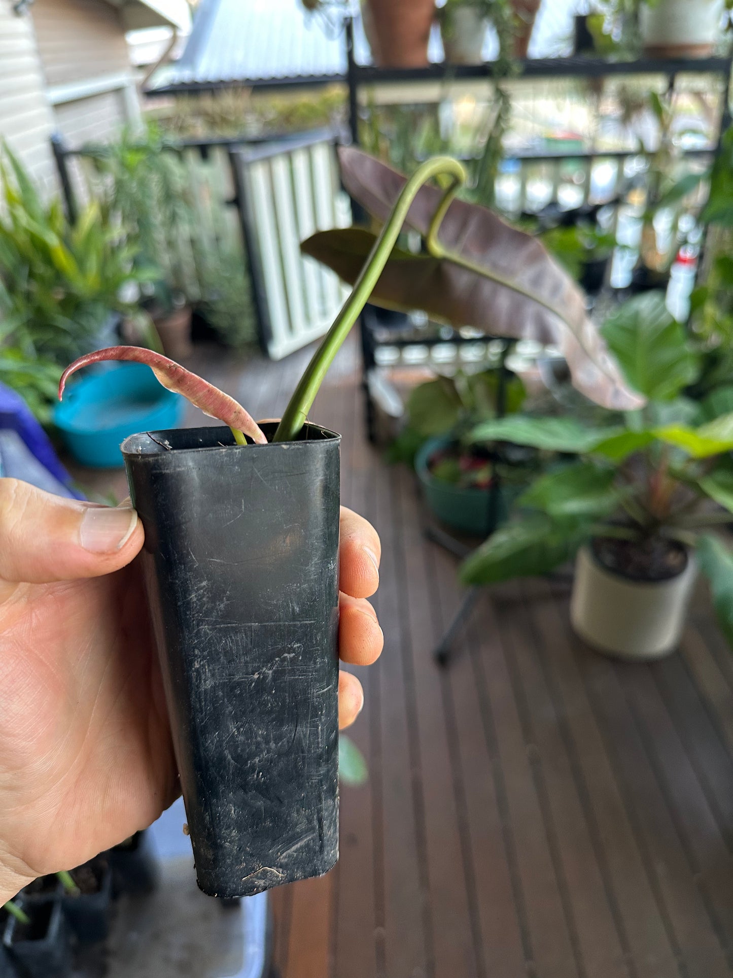 Philodendron Atabapoense — Rooted Cuttings (Potted)