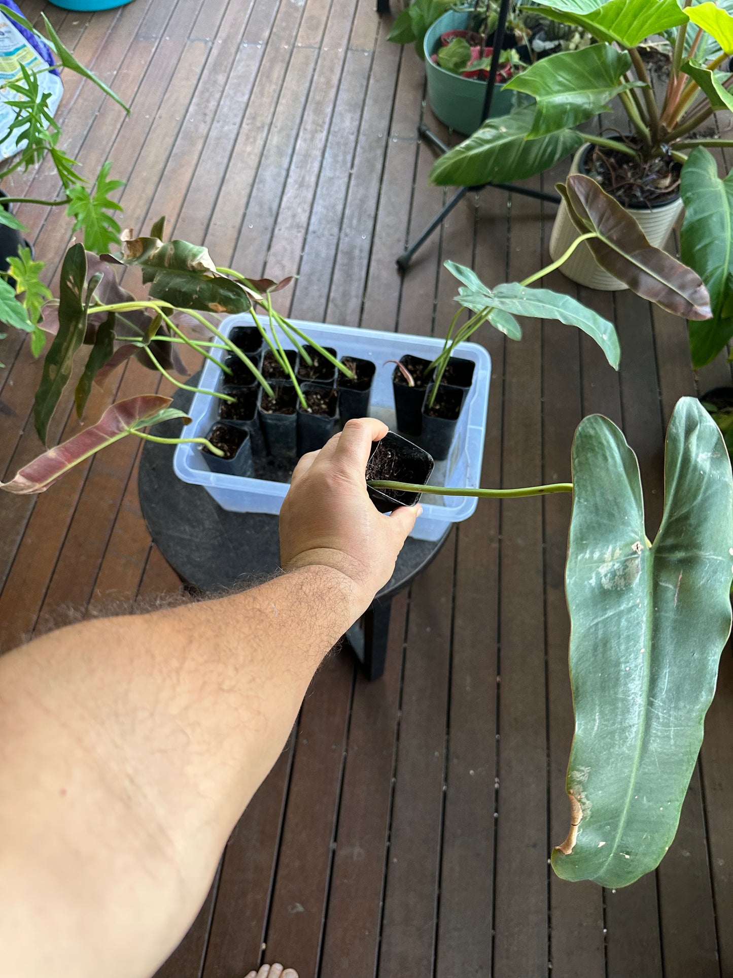 Philodendron Atabapoense — Rooted Cuttings (Potted)