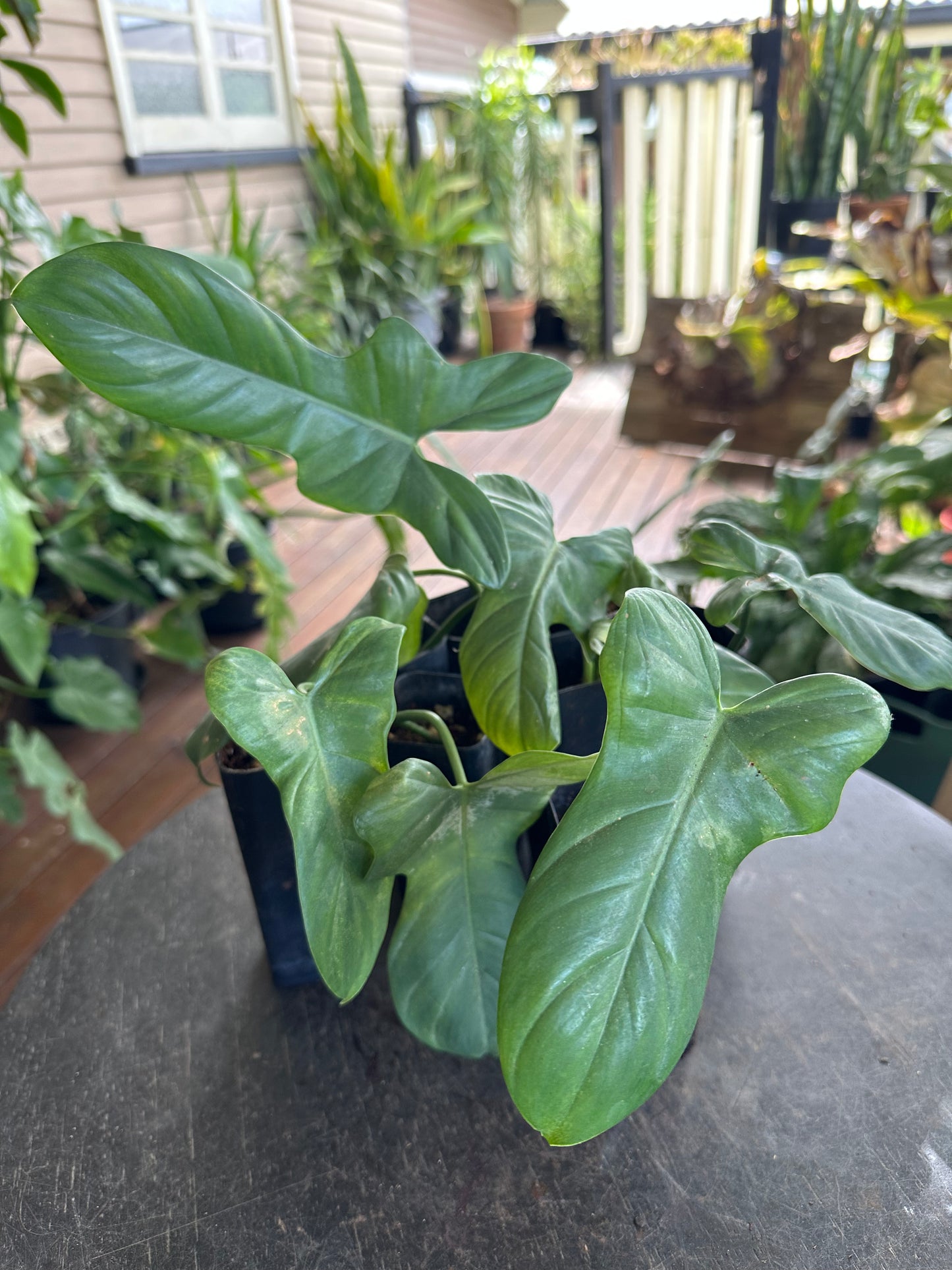 Philodendron Bipennifolium — Baby Plants