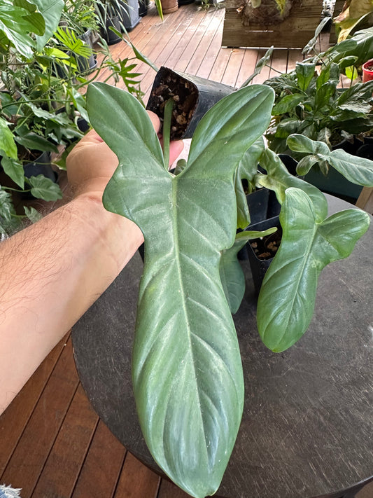 Philodendron Bipennifolium — Baby Plants