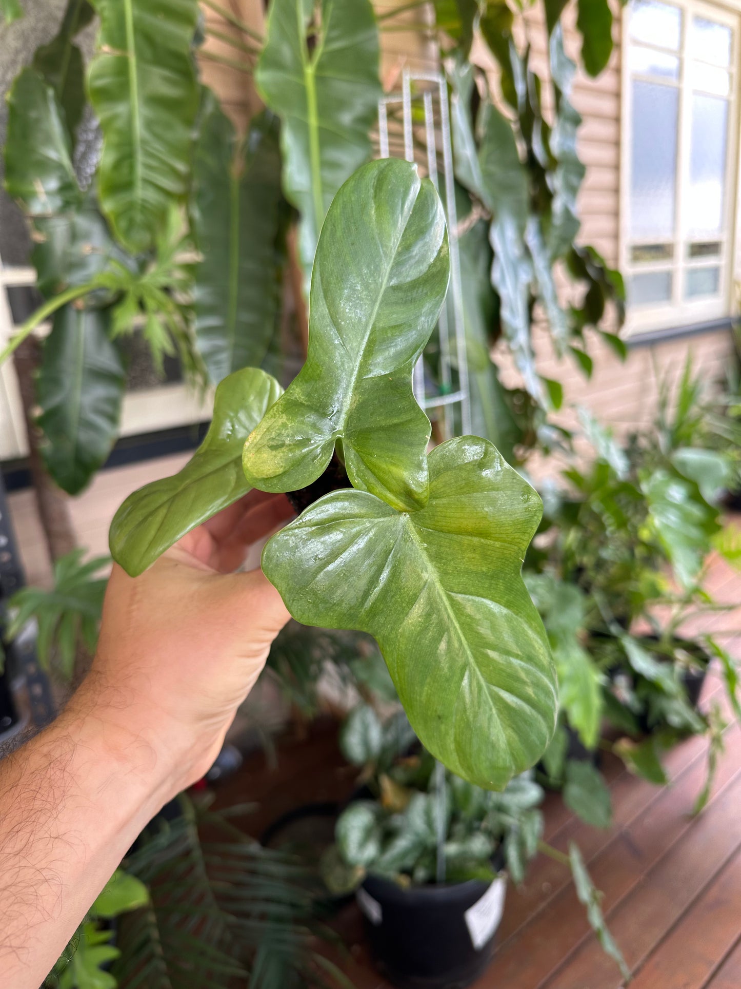Philodendron Bipennifolium — Baby Plants