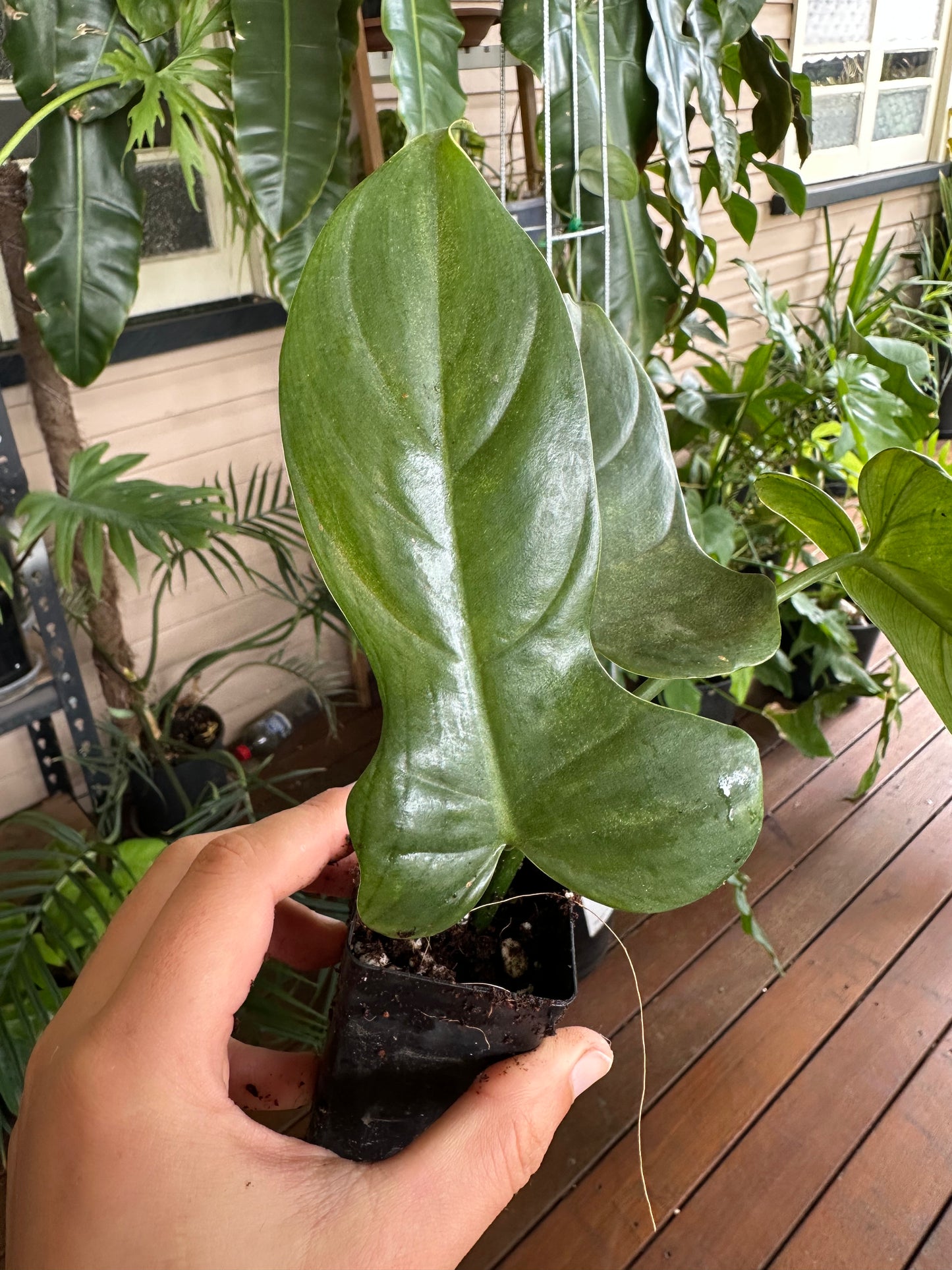 Philodendron Bipennifolium — Baby Plants