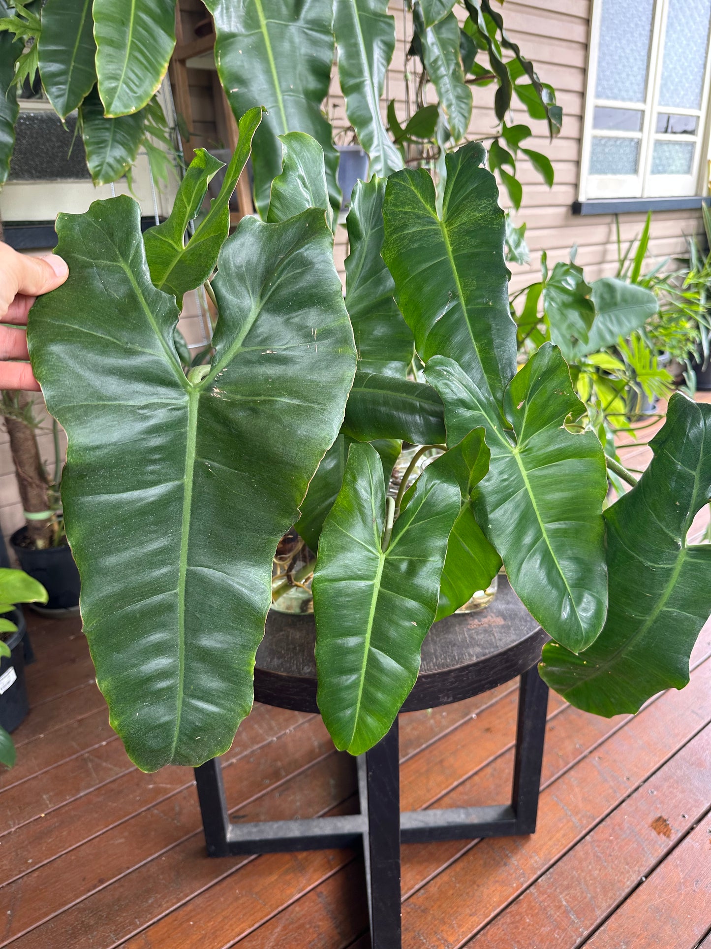 Philodendron Paraiso Verde Cuttings