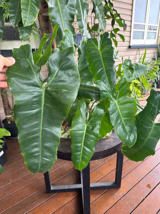 Philodendron Paraiso Verde Cuttings