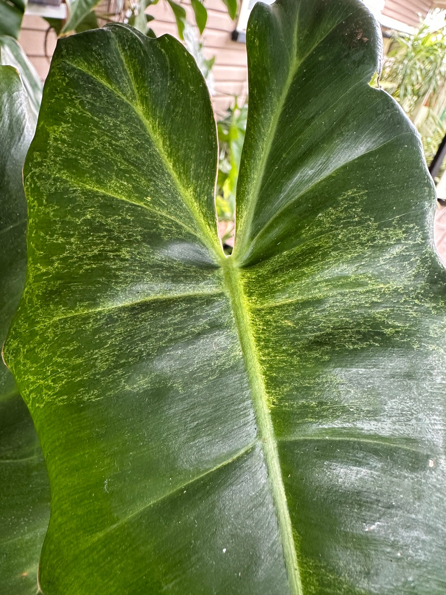 Philodendron Paraiso Verde Cuttings