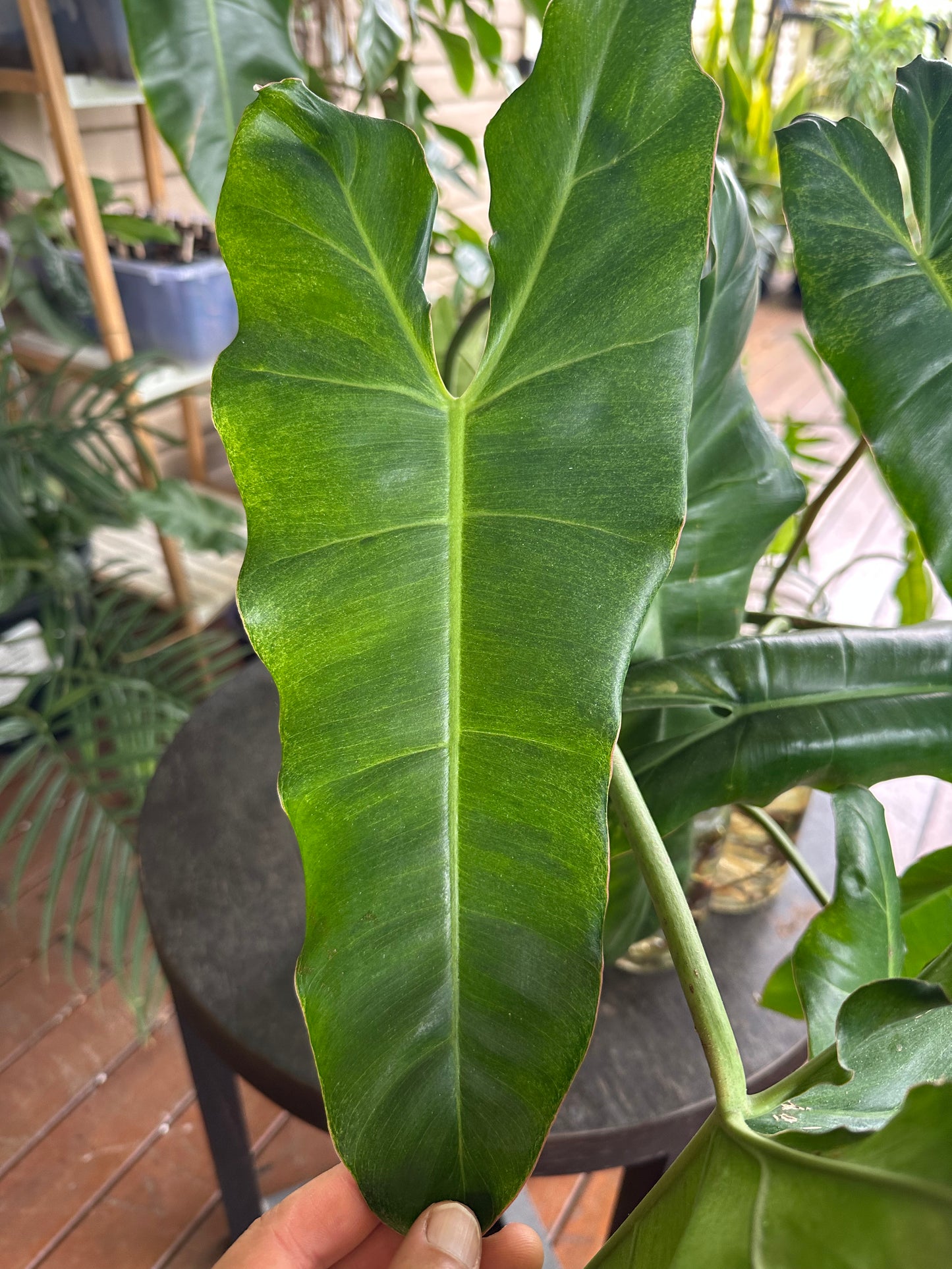 Philodendron Paraiso Verde Cuttings