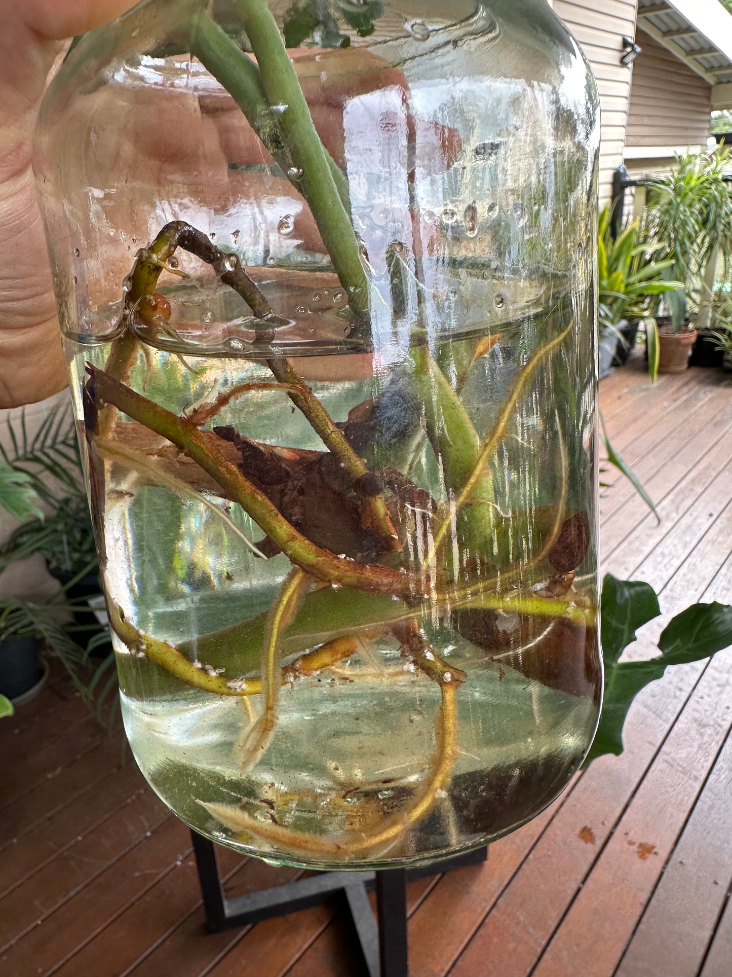 Philodendron Paraiso Verde Cuttings