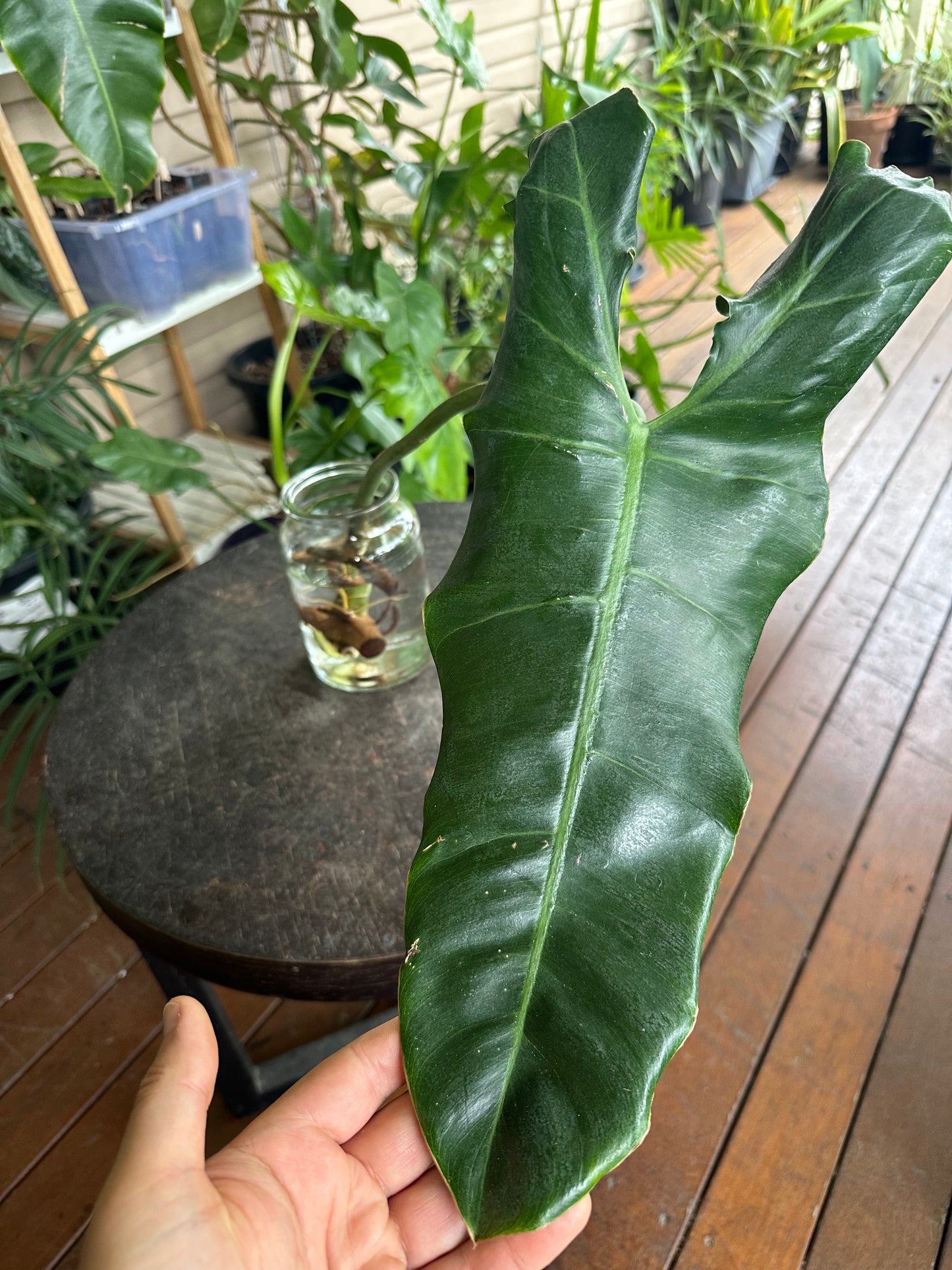 Philodendron Paraiso Verde Cuttings
