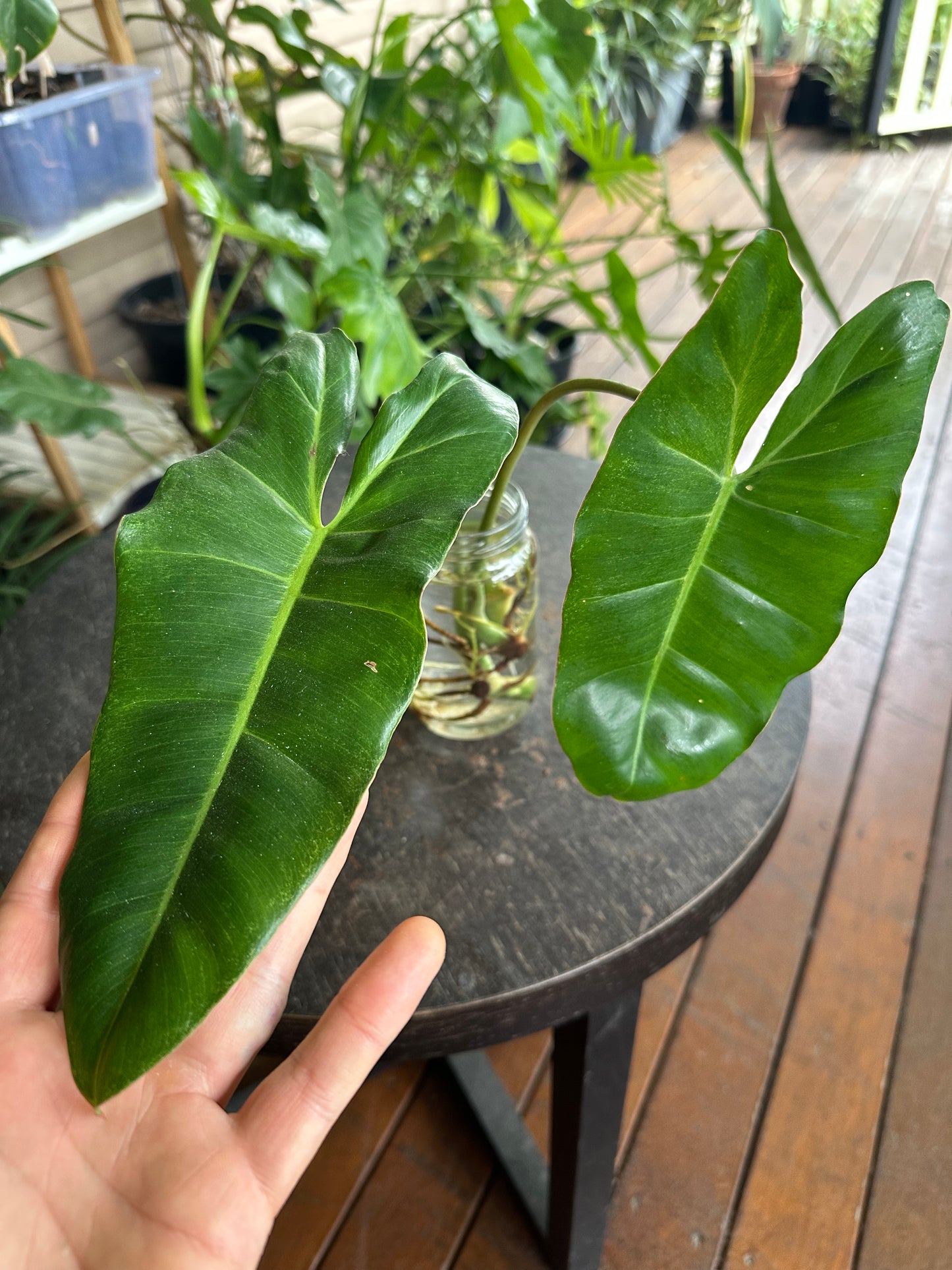 Philodendron Paraiso Verde Cuttings