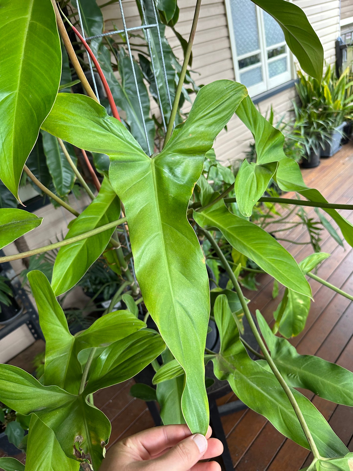 Philodendron Mexicanum — Water Propagated Cuttings