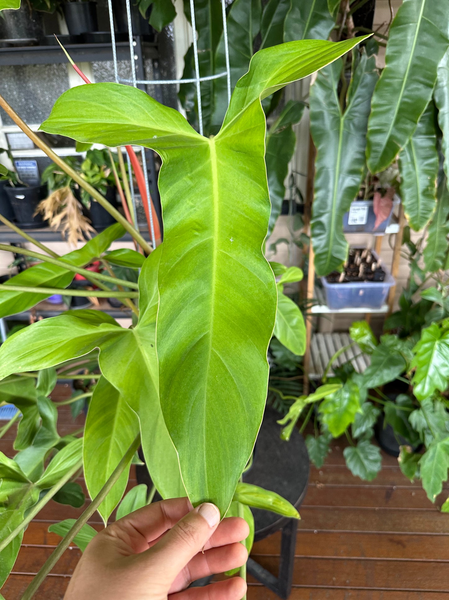 Philodendron Mexicanum — Water Propagated Cuttings