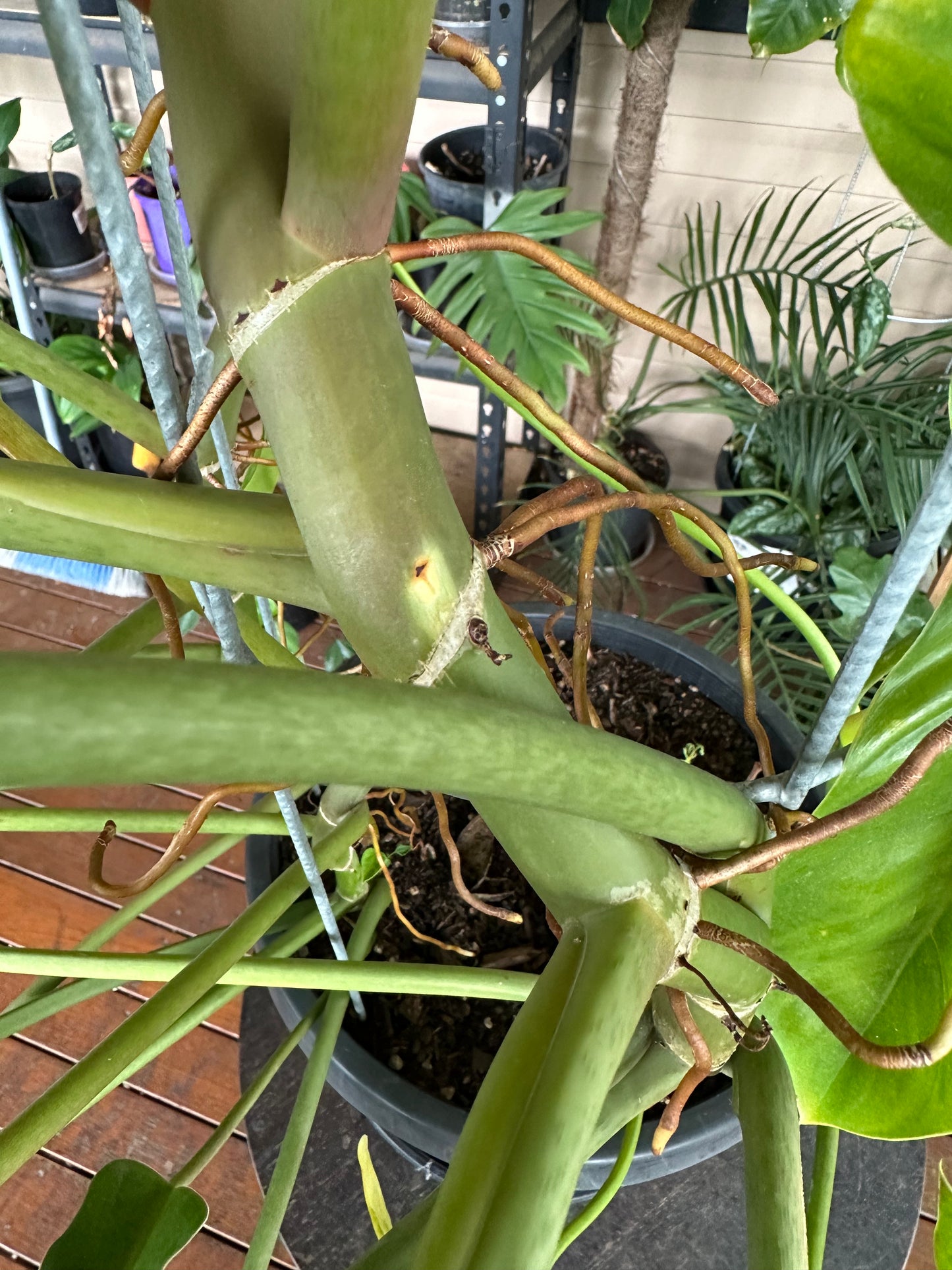 Philodendron Mexicanum — Water Propagated Cuttings