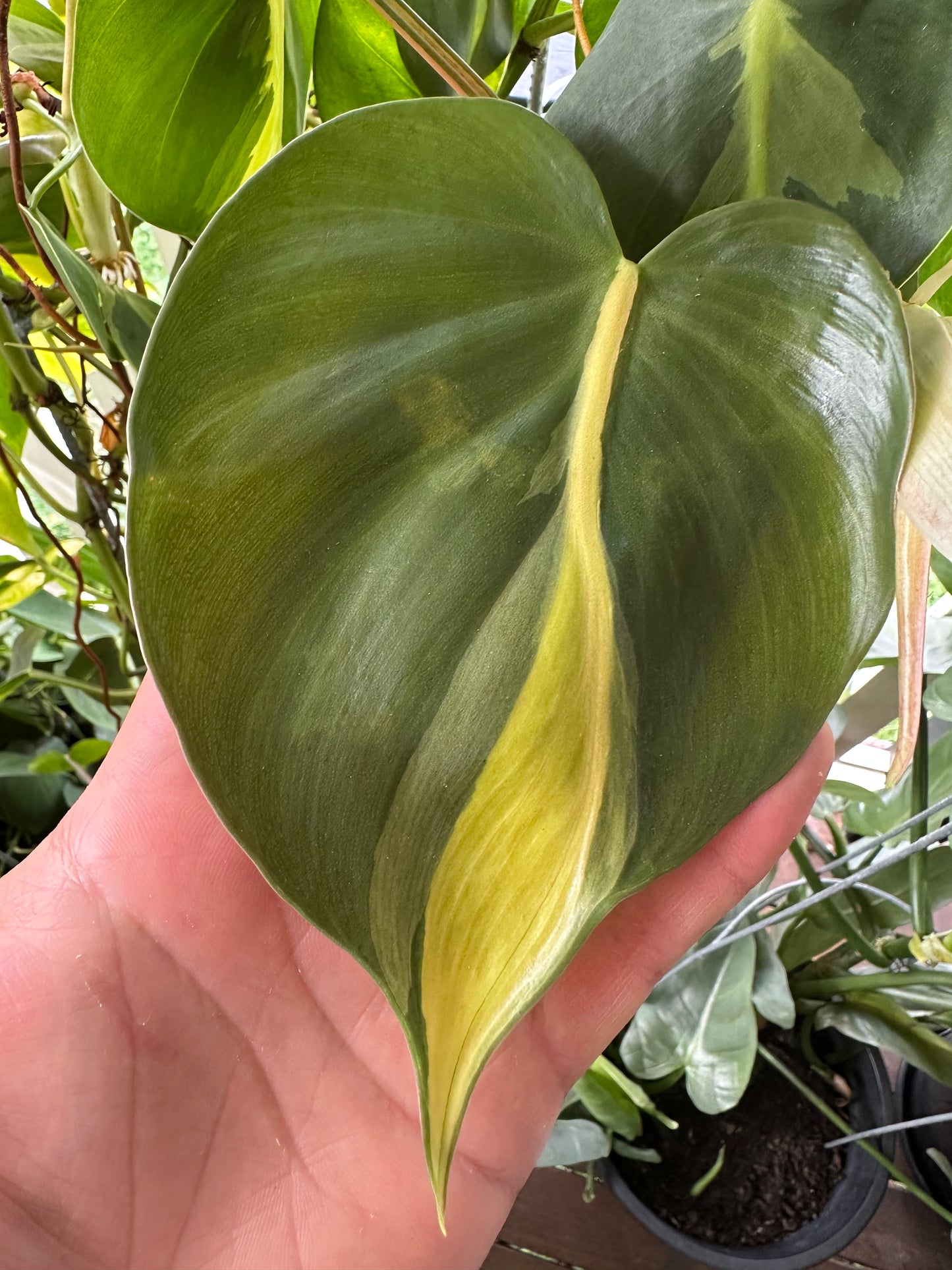 Philodendron Brasil Cuttings — Rooted & Ready to Grow