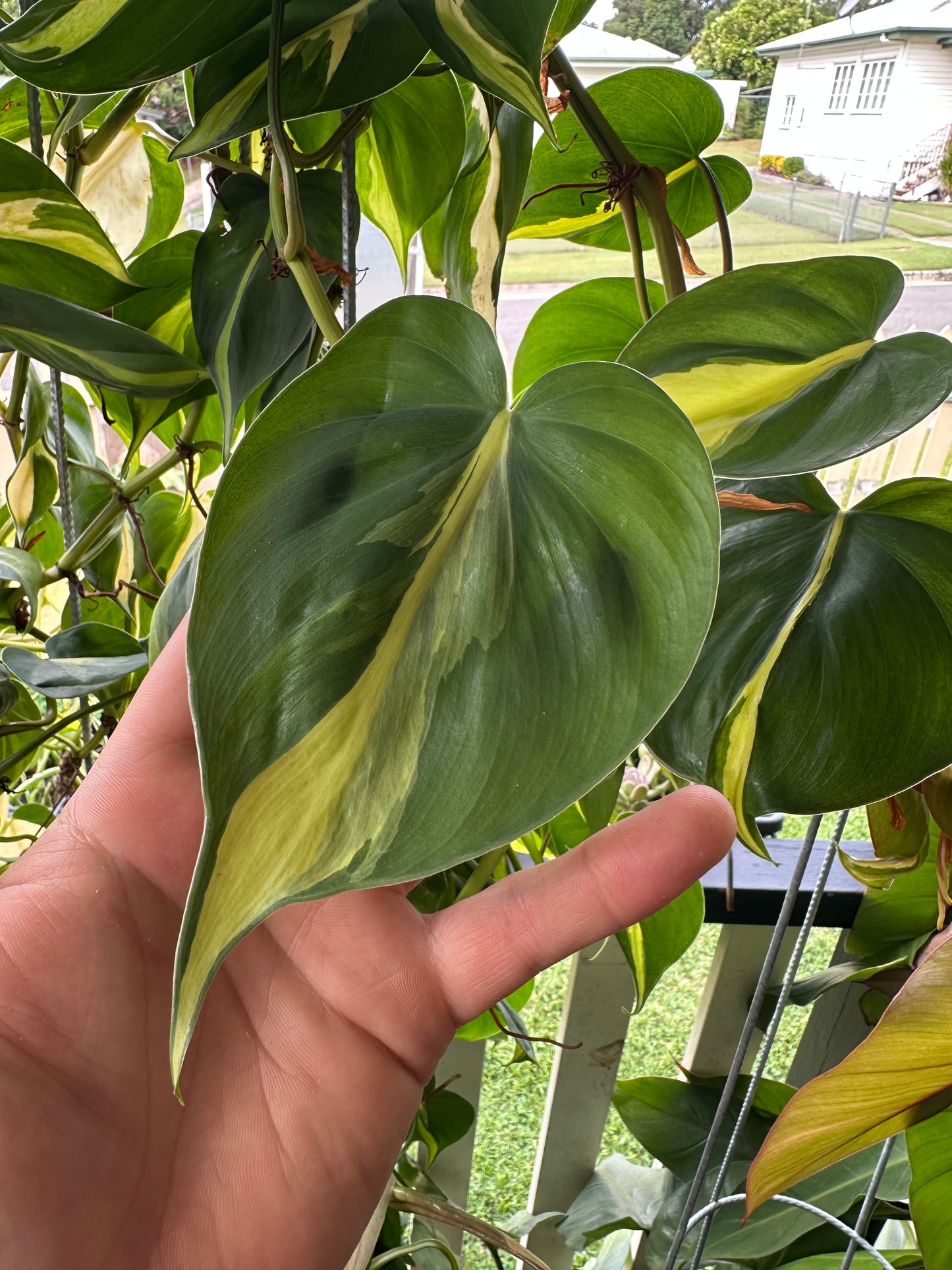Philodendron Brasil Cuttings — Rooted & Ready to Grow