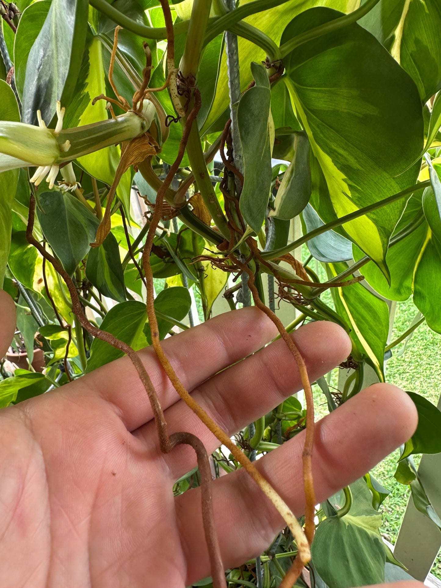 Philodendron Brasil Cuttings — Rooted & Ready to Grow