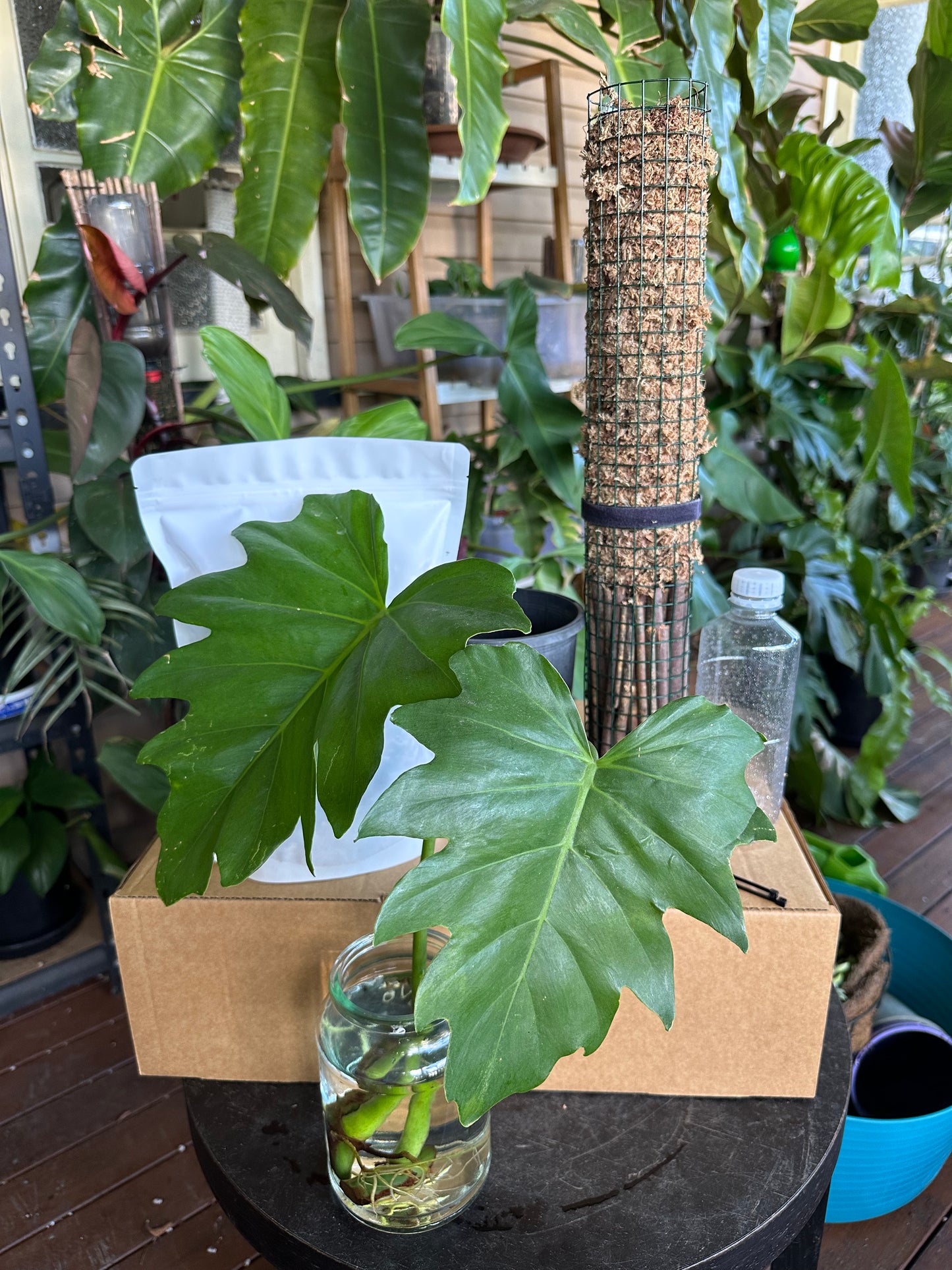 Large DIY Plant Box w/Moss Pole and Cuttings