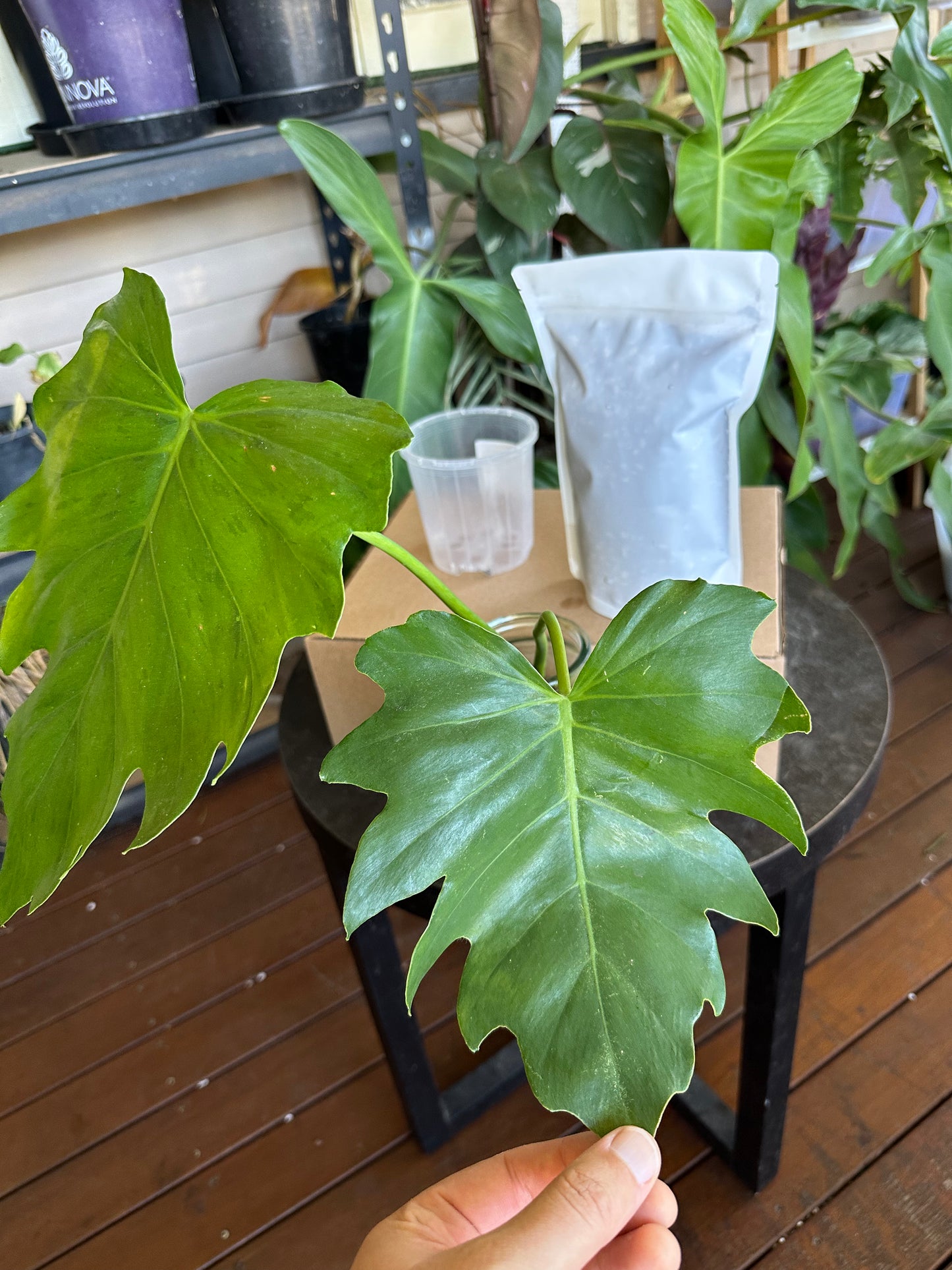 Medium Starter Kit DIY Propagation Box